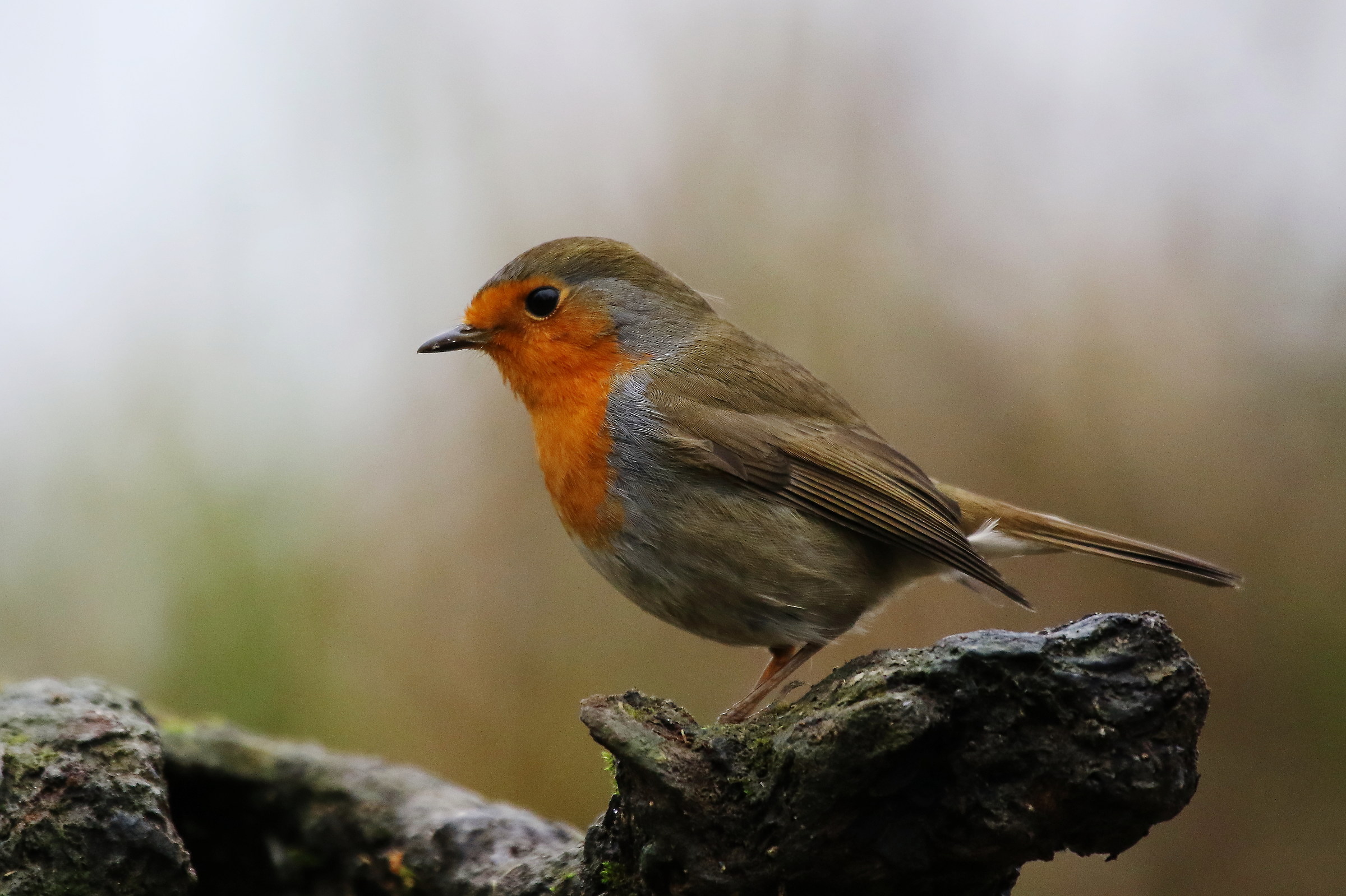pettirosso nella nebbia