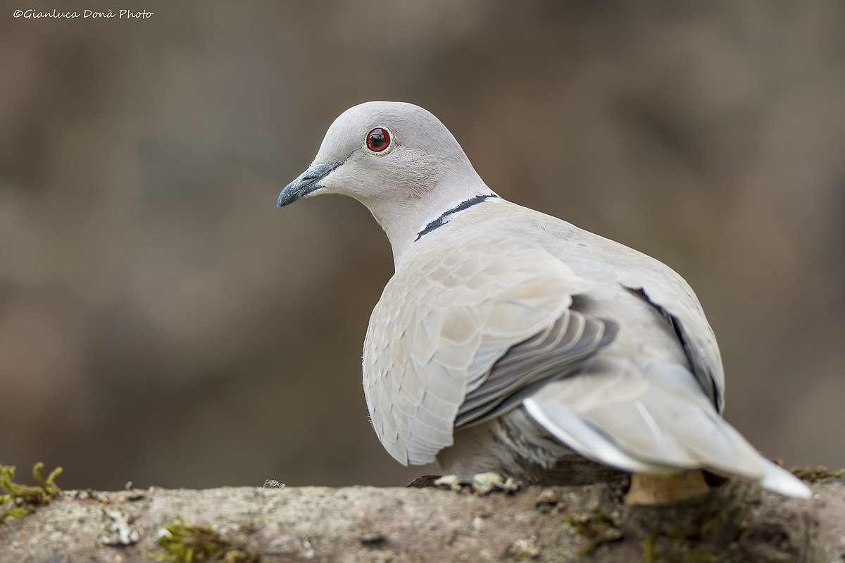 Collared dove