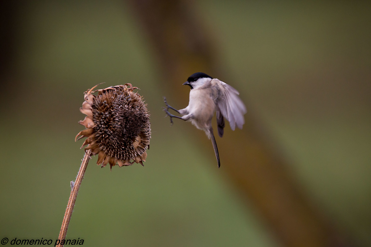 landing on the sunflower