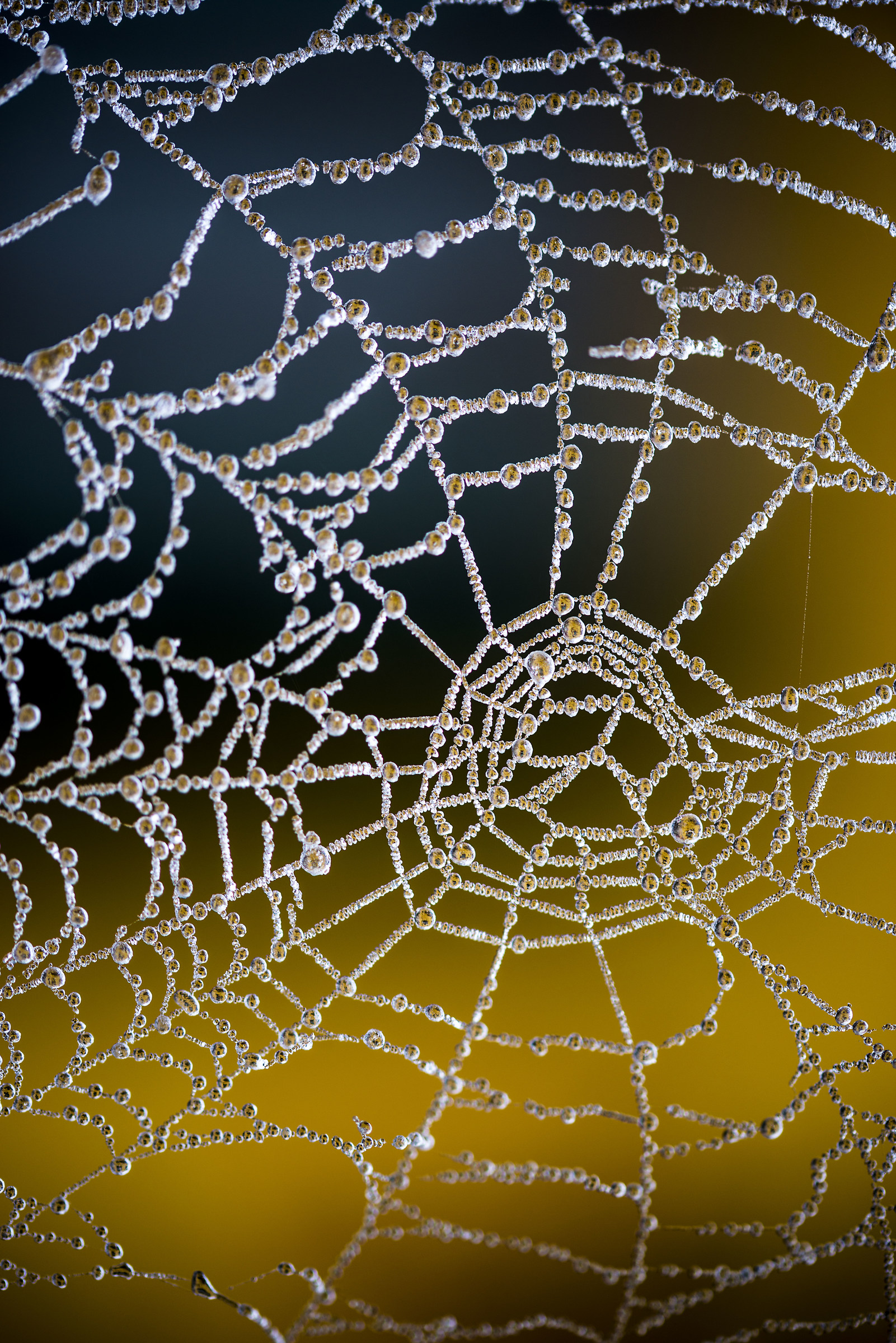 La tela di ghiaccio!