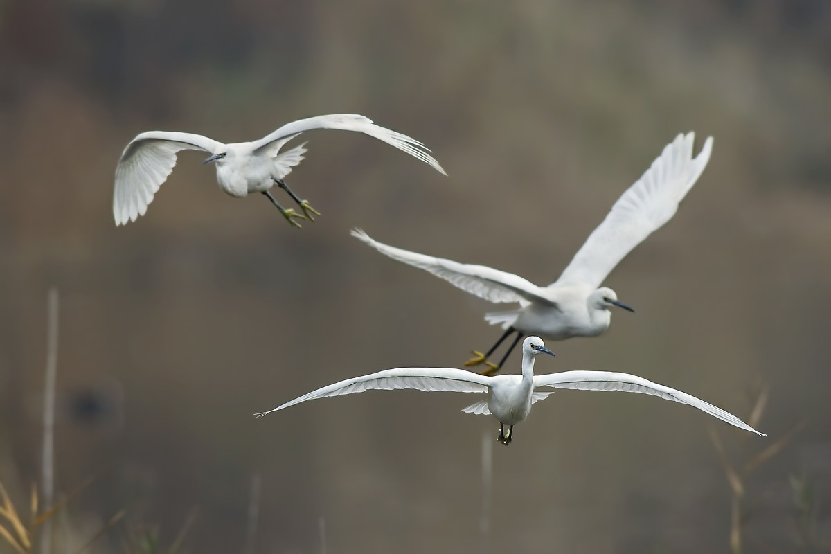 Atmosfere invernali - Garzette in movimento
