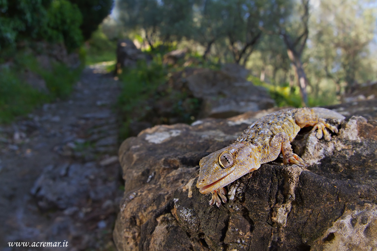 Tarentola mauritanica