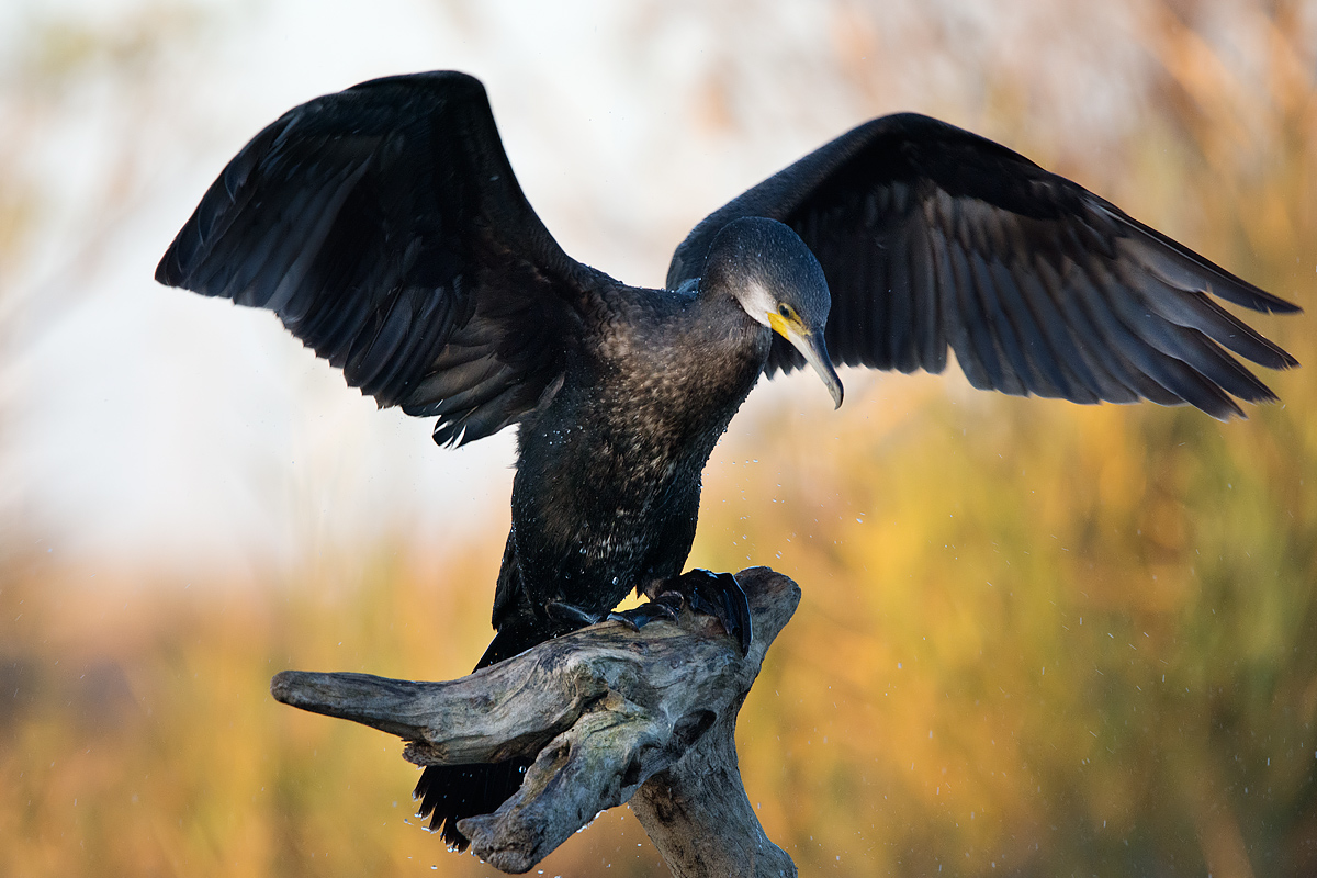 Cormorant coming to roost