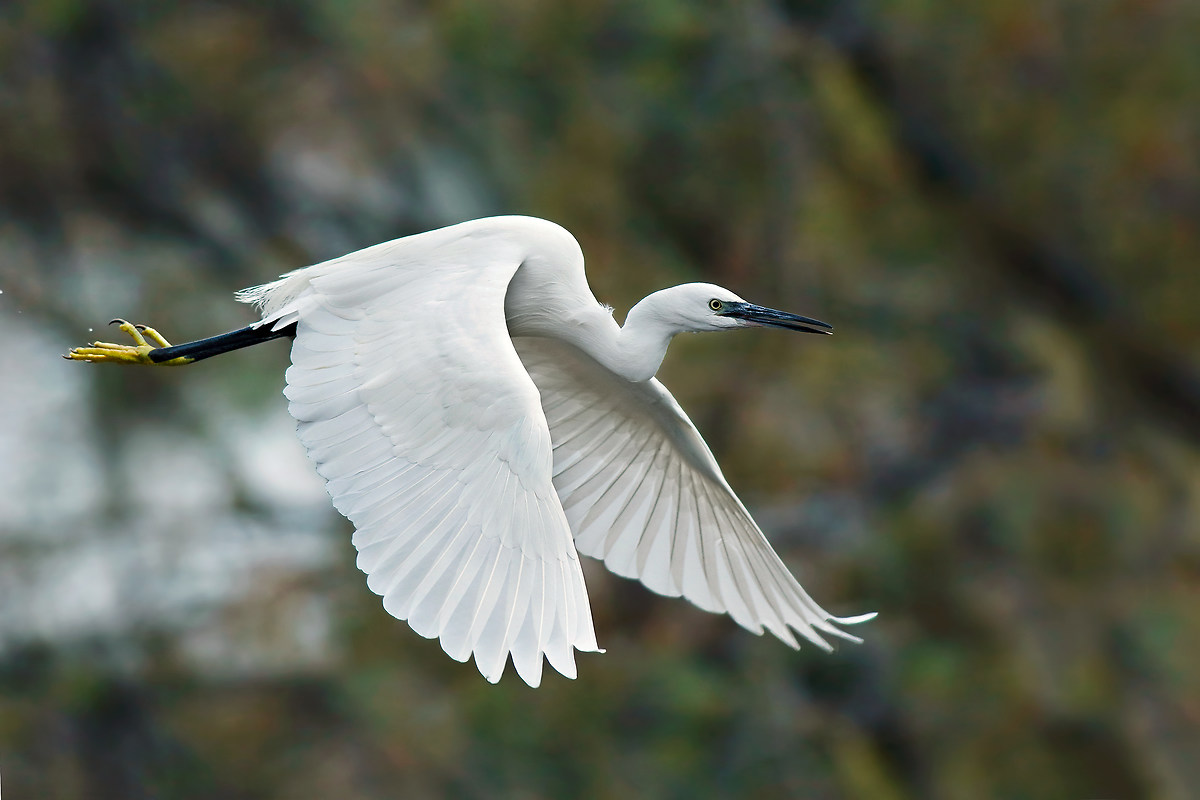 Aggressive egret in flight