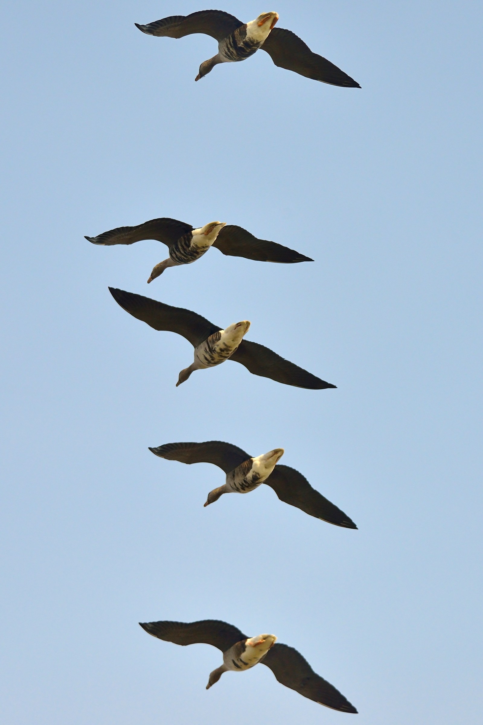 Fronted Geese in formation ....