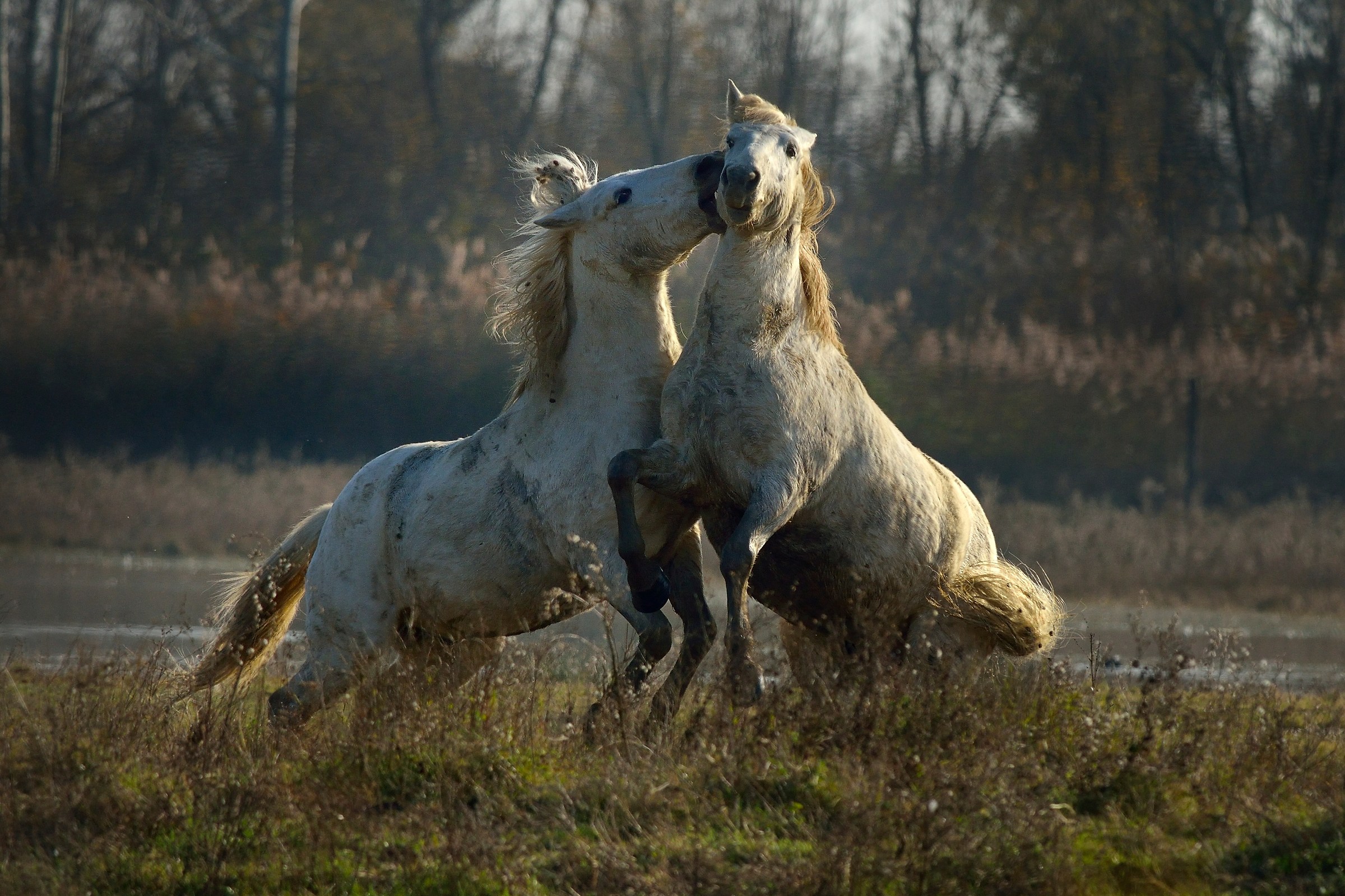 Horses "Camargue"