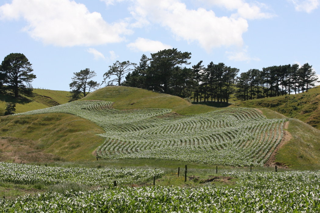 New Zealand Manukau Heads Lighthouse