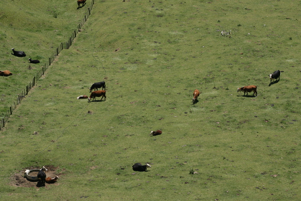Nuova Zelanda Manukau Heads Lighthouse