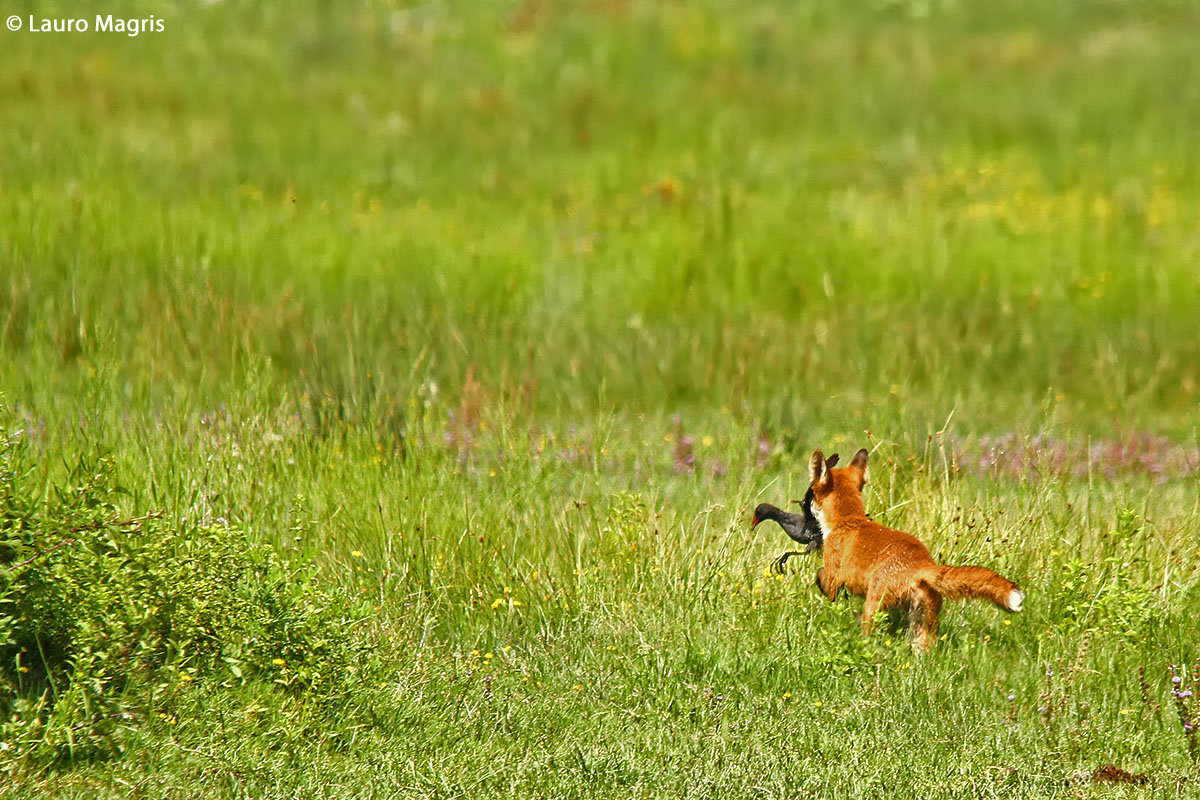 La volpe e la gallinella d'acqua