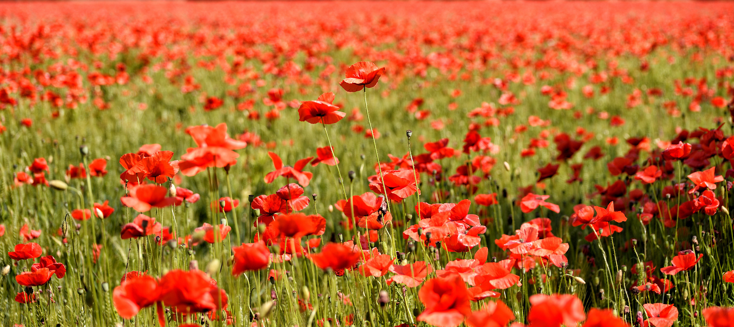 campo di papaveri