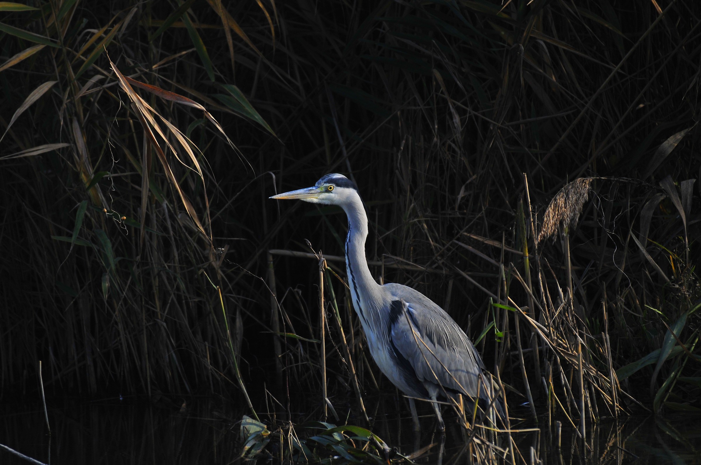 non mouoverti che ti vedo