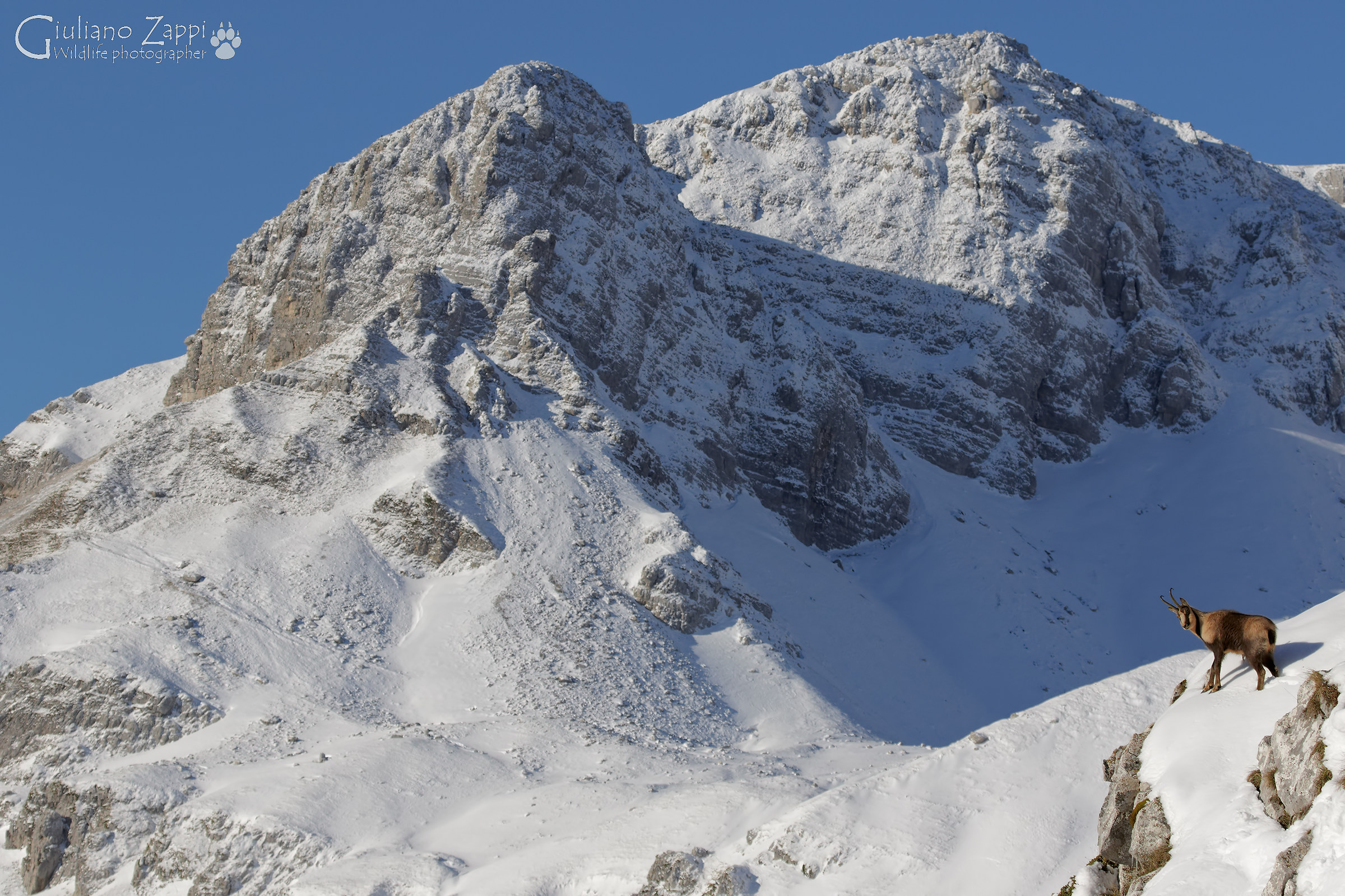 Il silenzioso mondo del camoscio