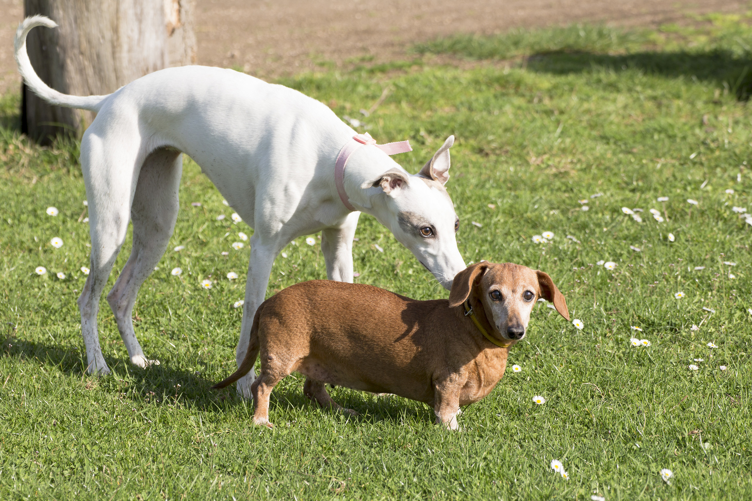 Conosenza between Bass and Treble