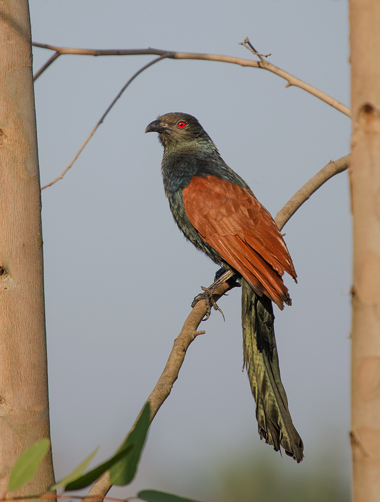 Greater Coucal.