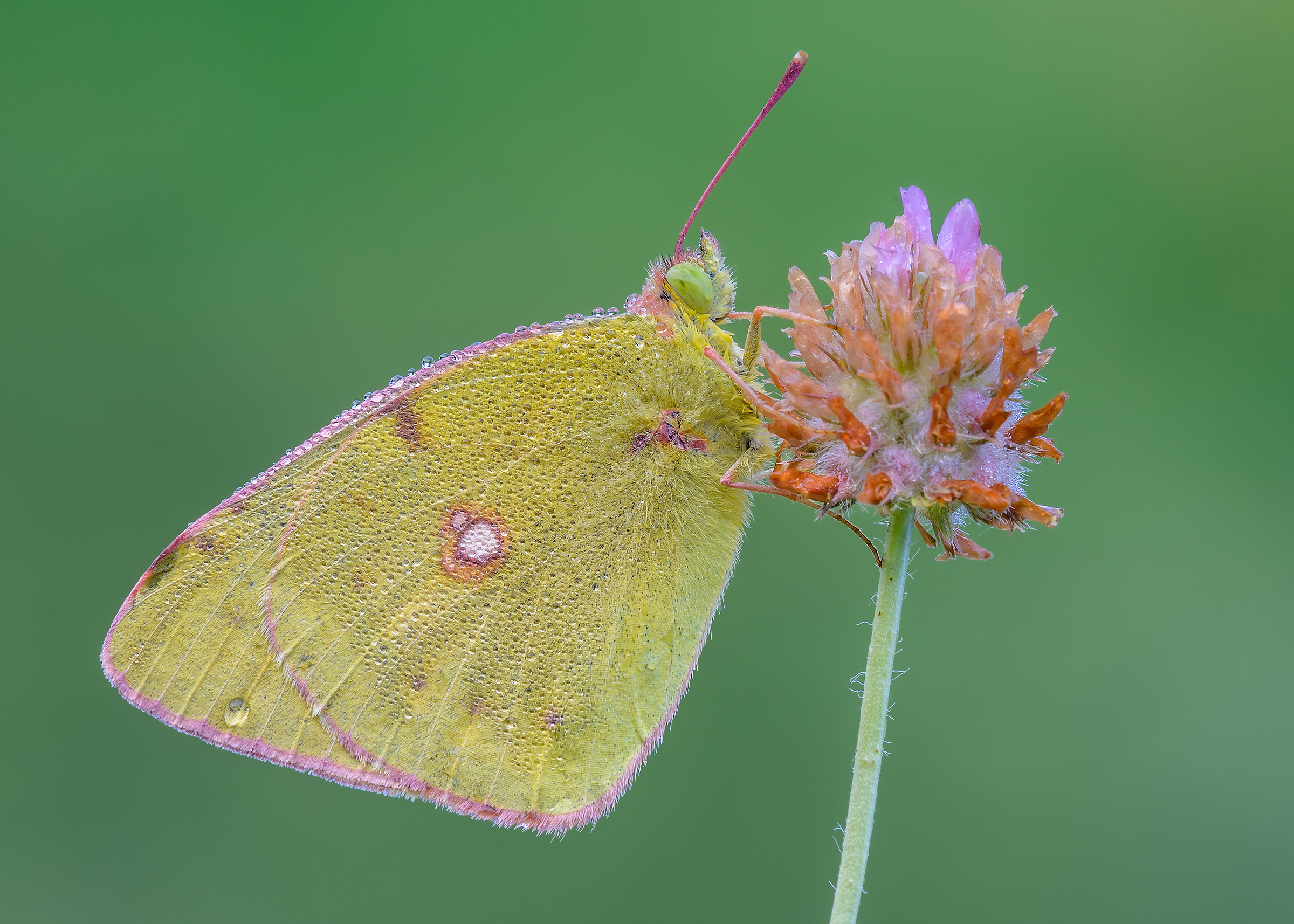 Colias crocea