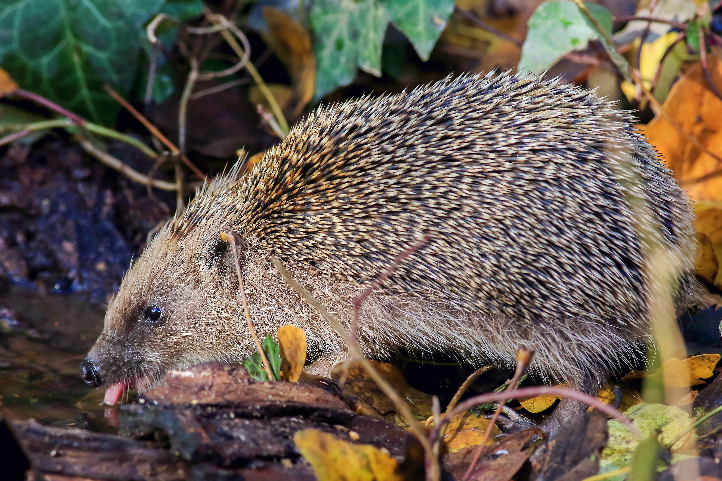 hedgehog while drinking