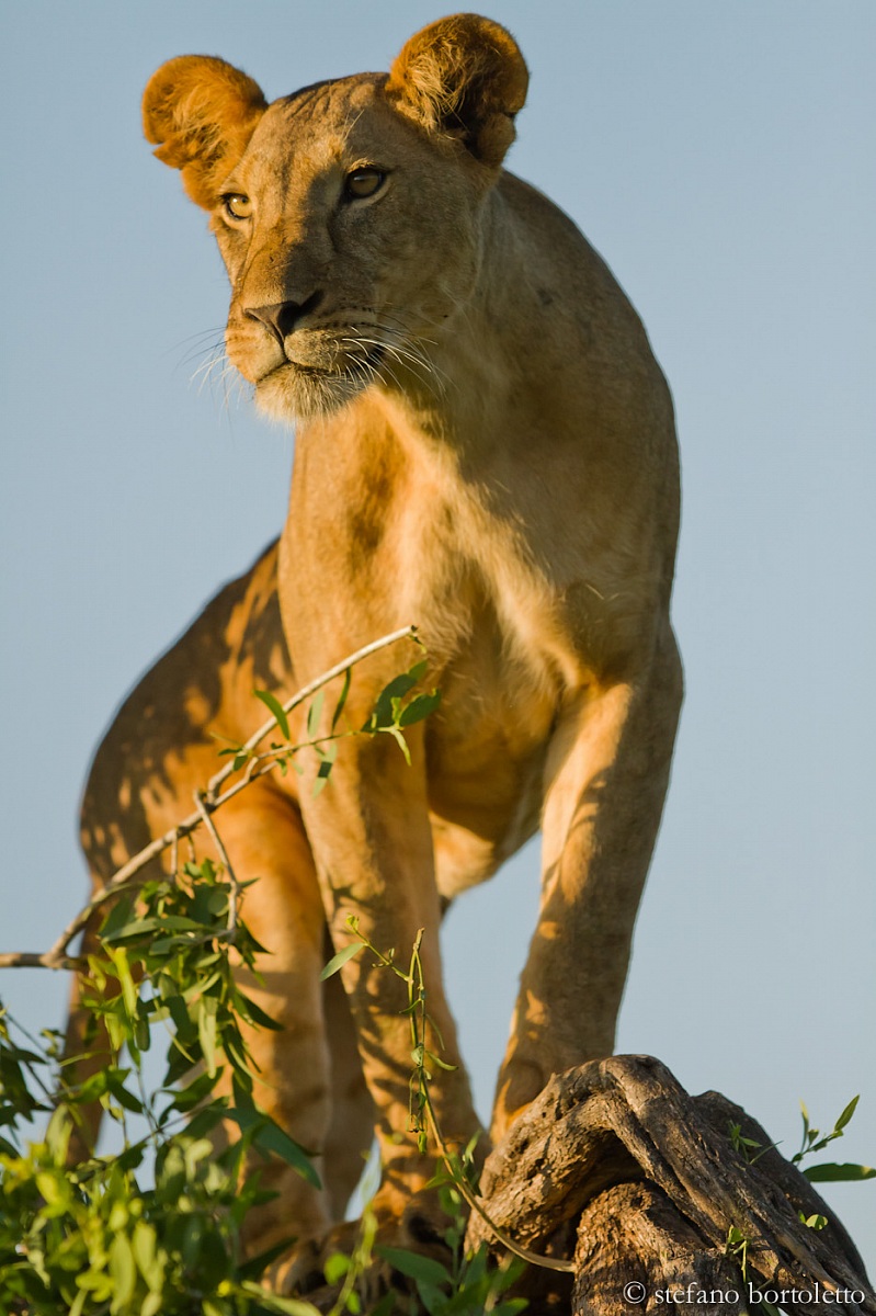 cespugli folti ....bene io ci salgo sopra....di vedetta