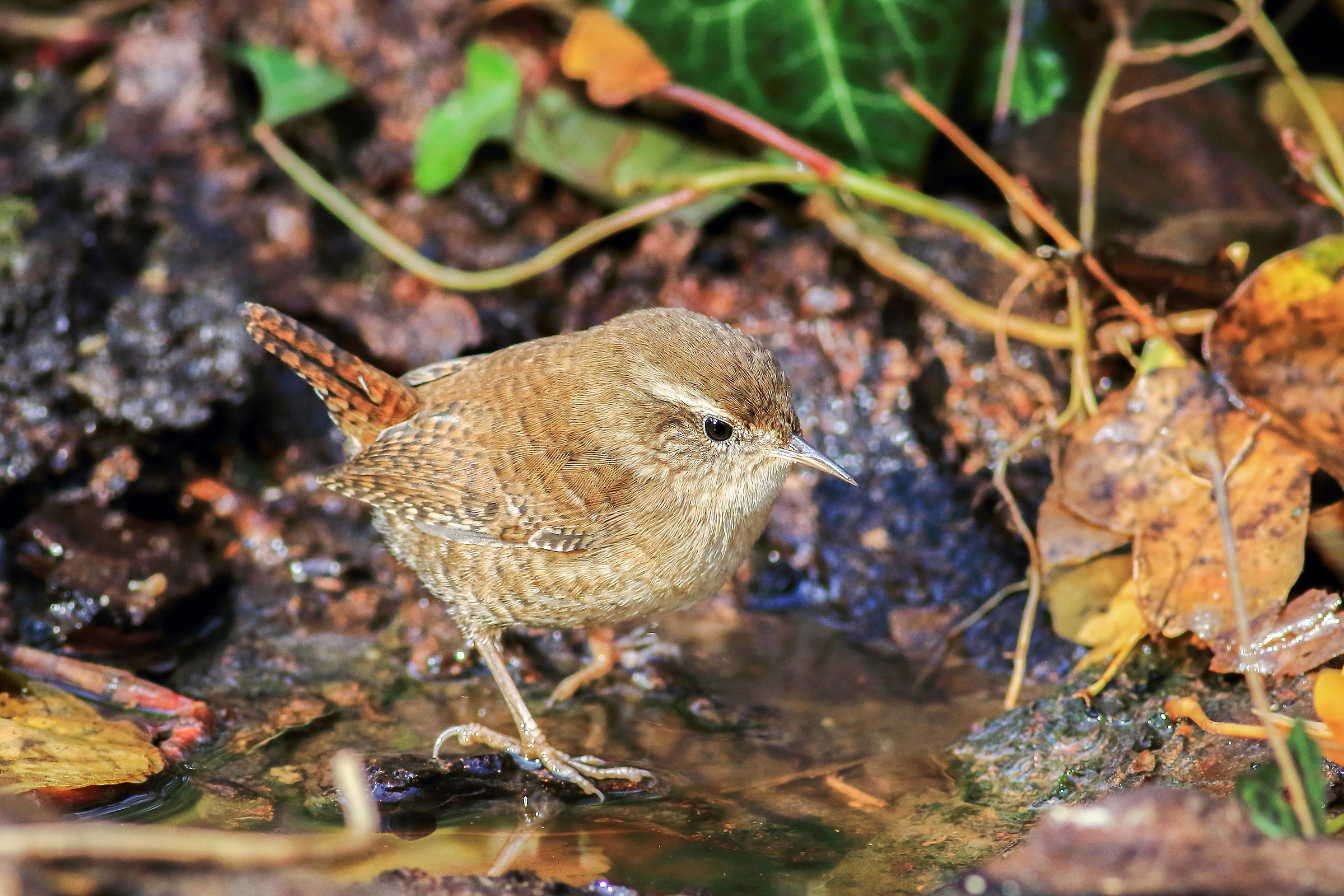 wren