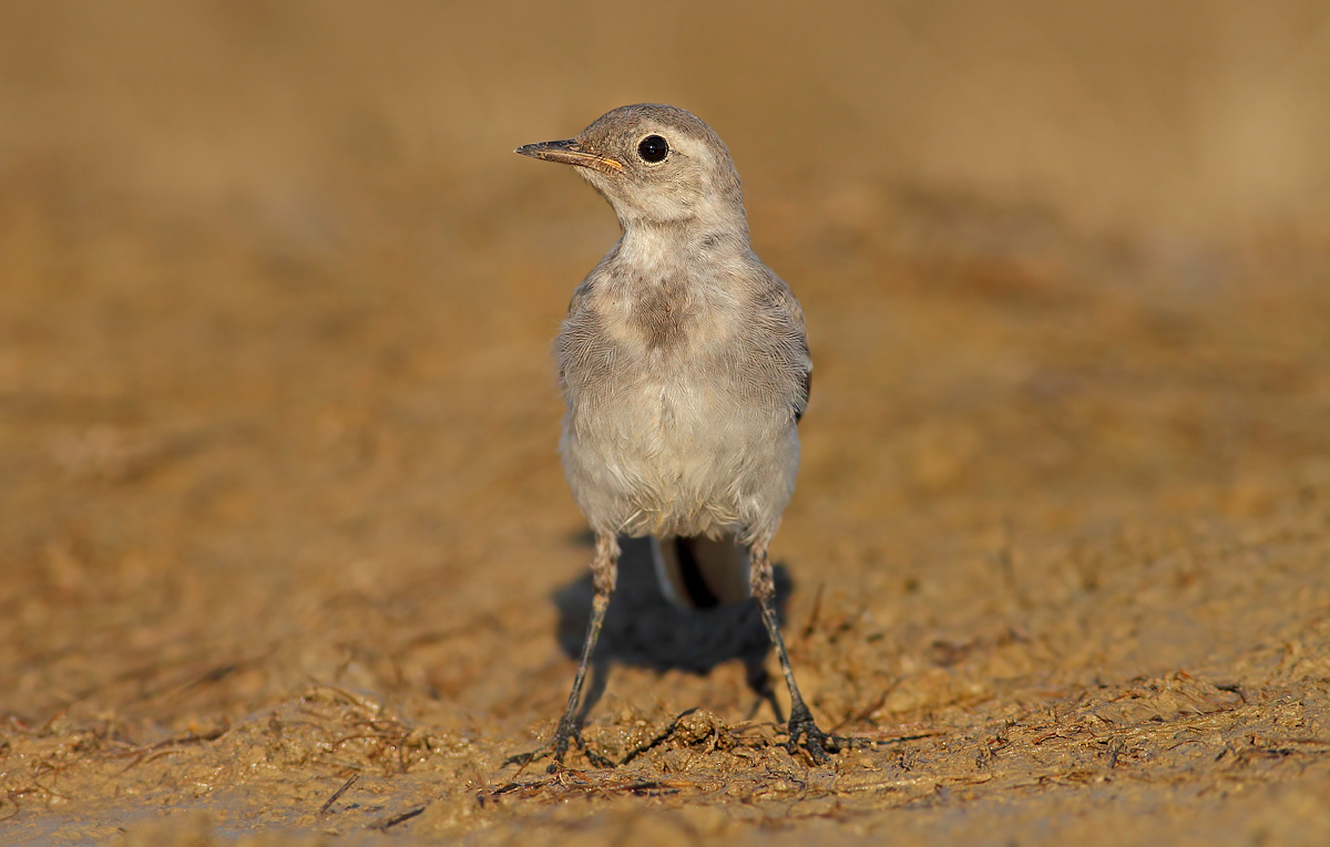 White wagtail