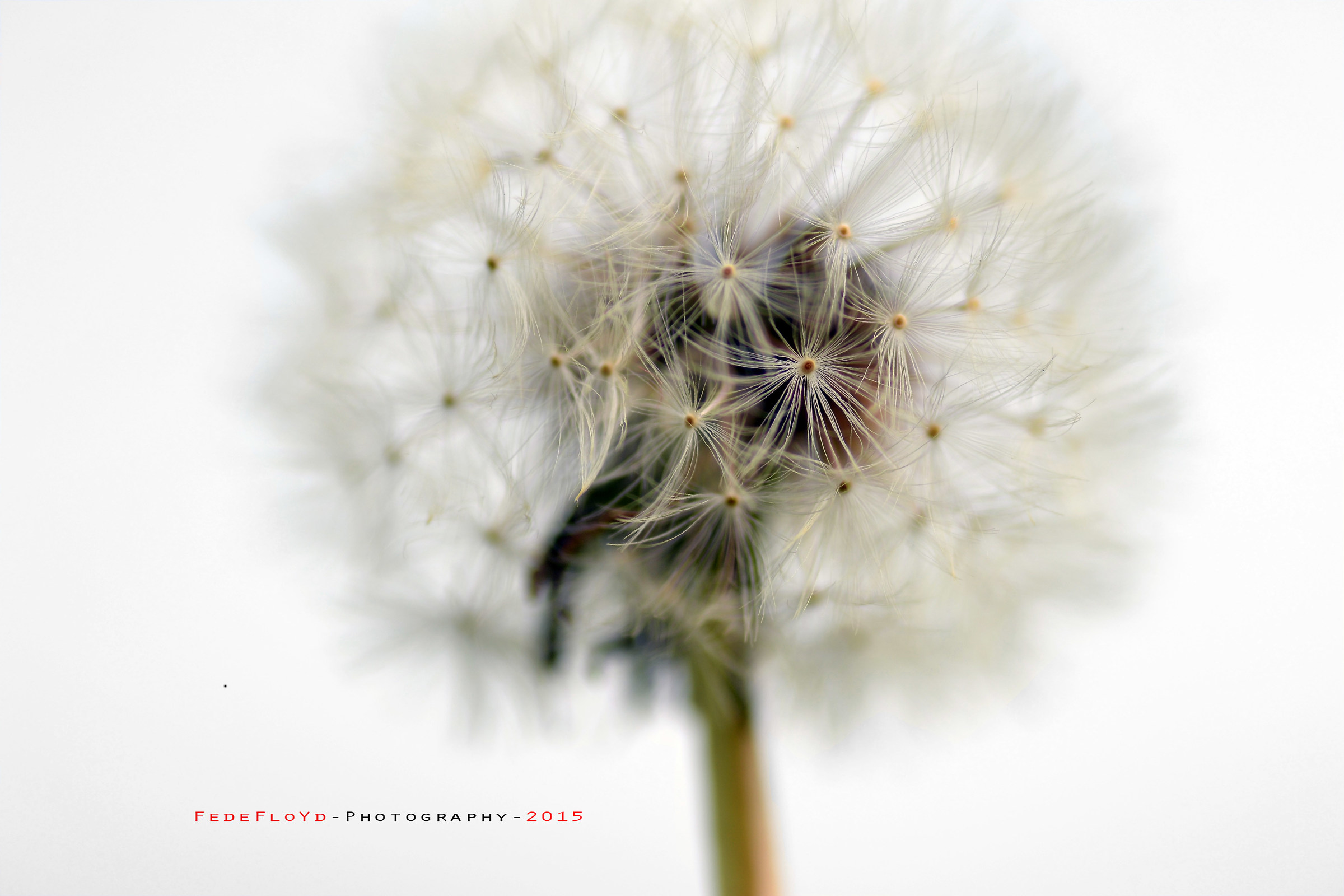 Taraxacum officinalis