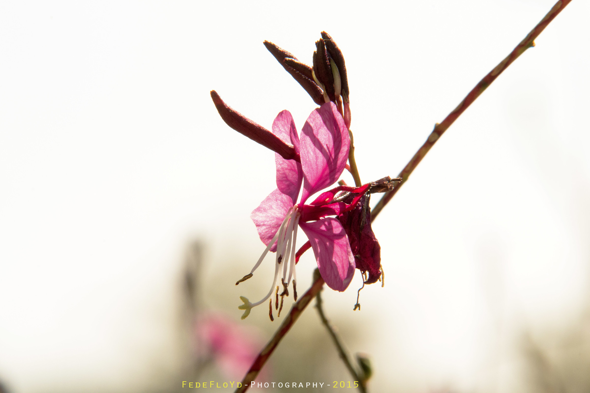 Oenothera lindheimeri