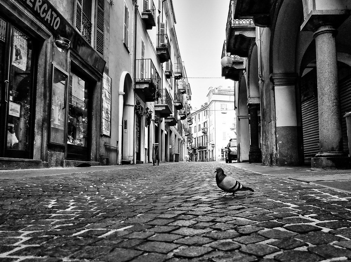 lonely pigeon