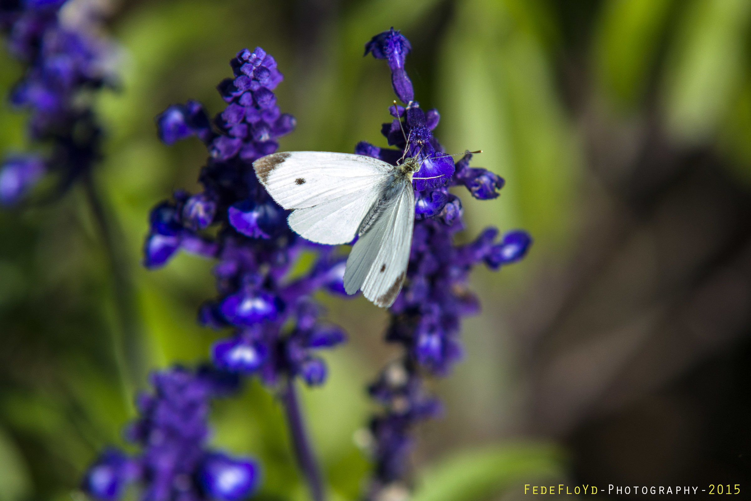 Pieris brassicae
