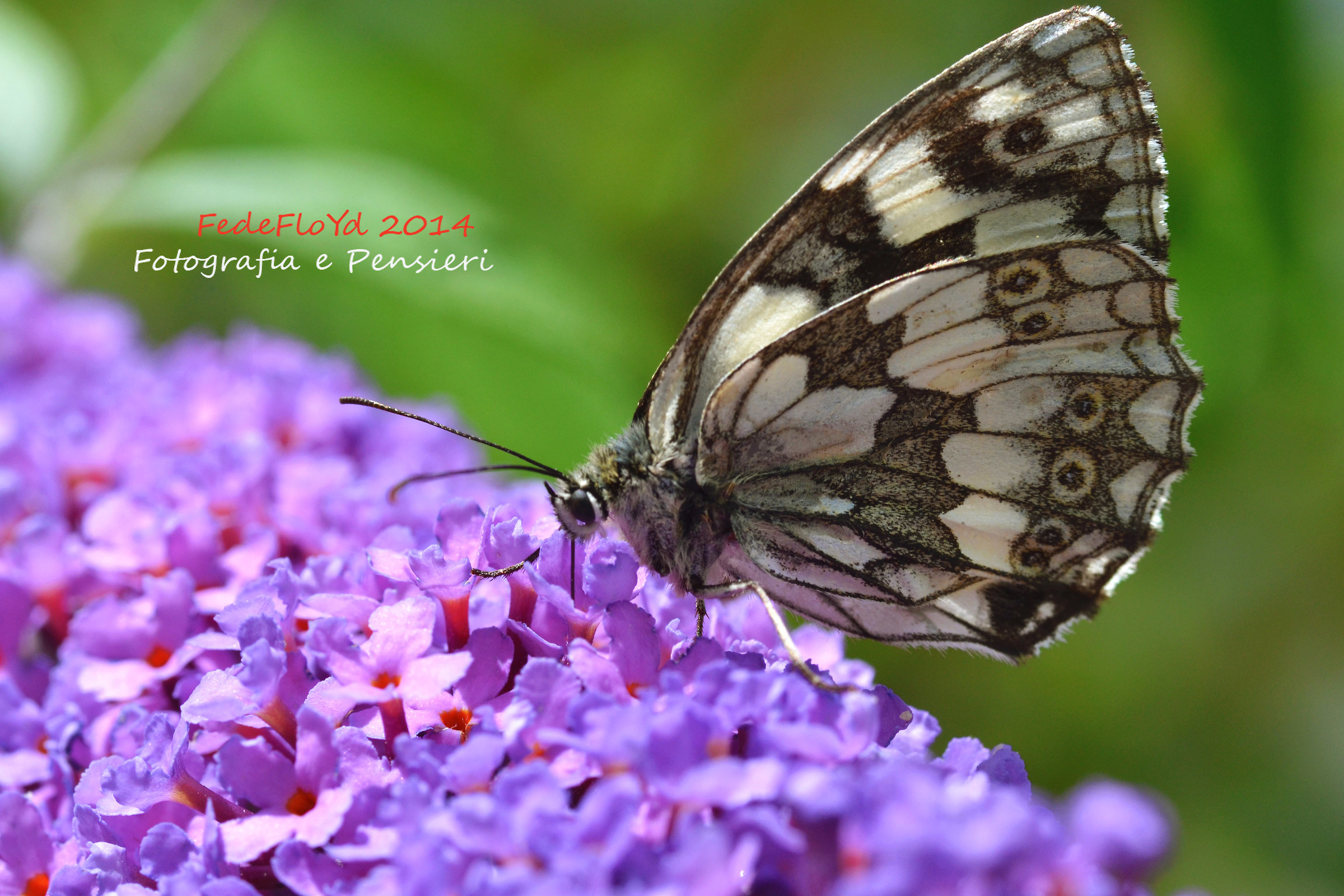 Melanargia galathea