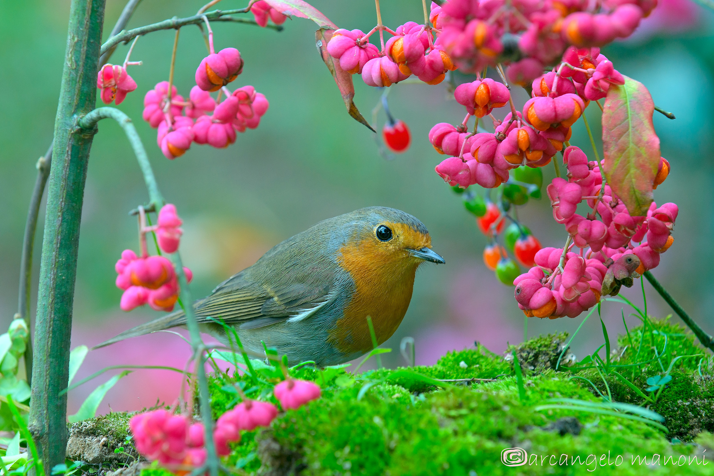 Overlooking one of the berries