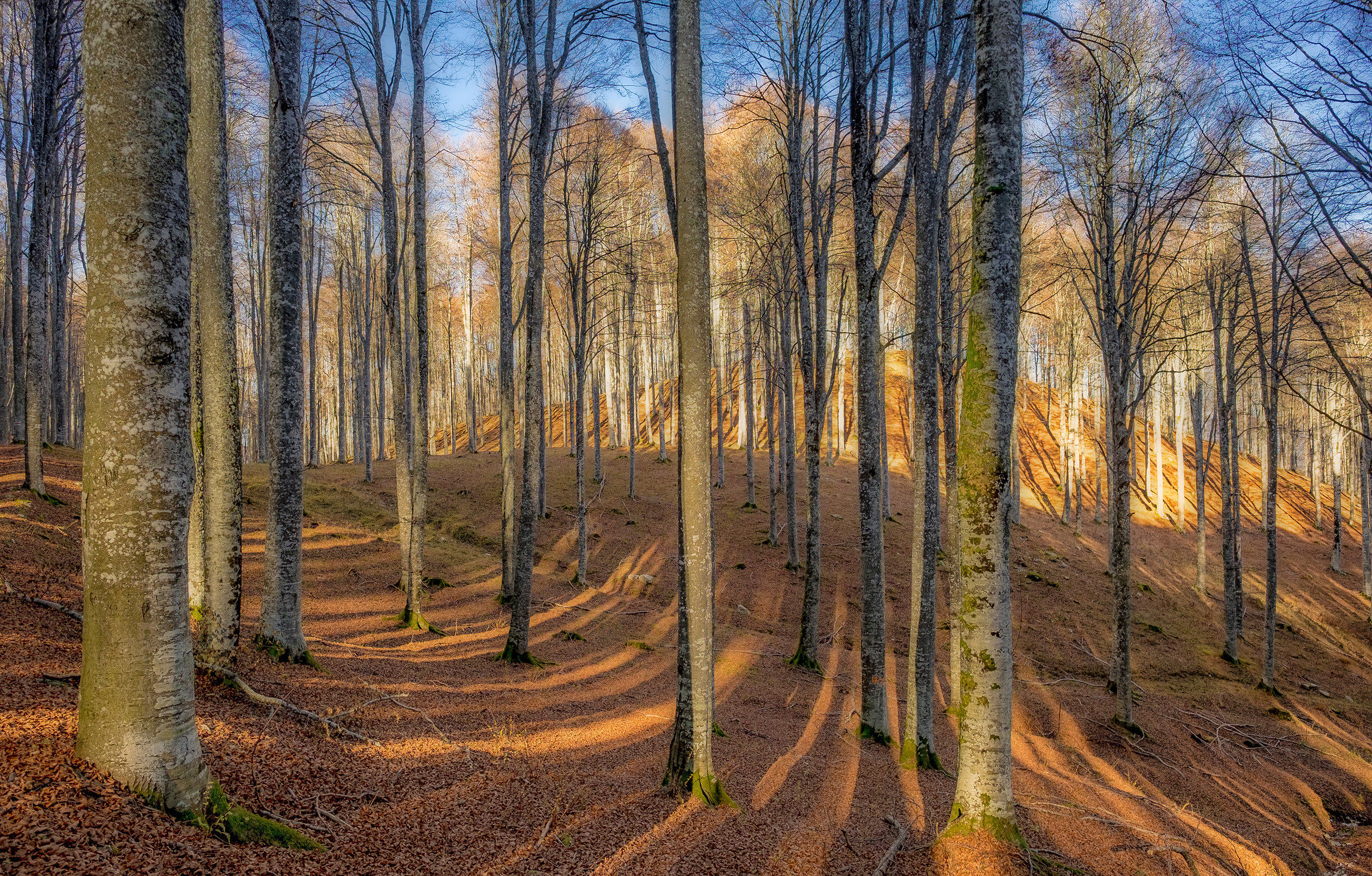 forest of cansiglio