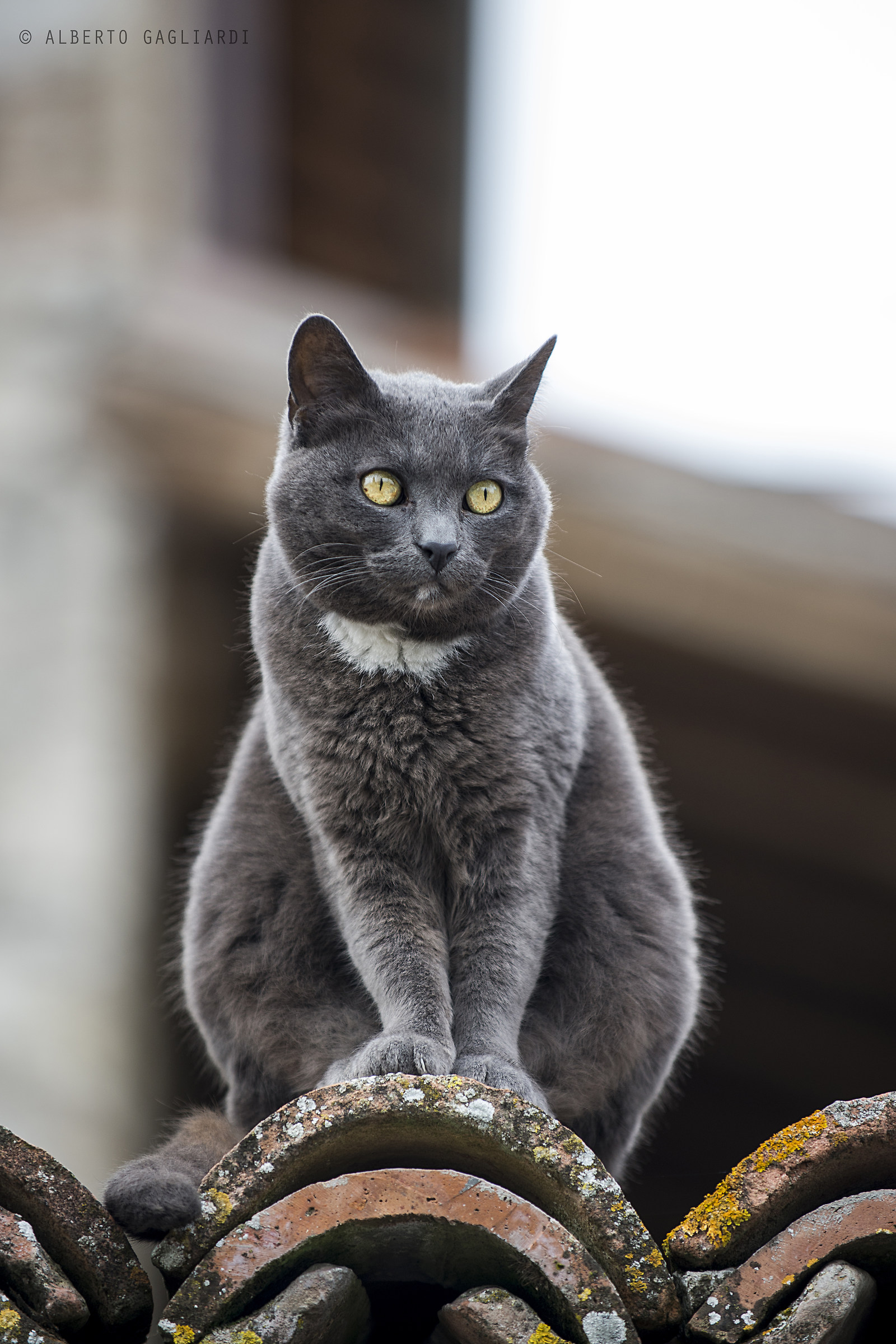 The lookout Configni