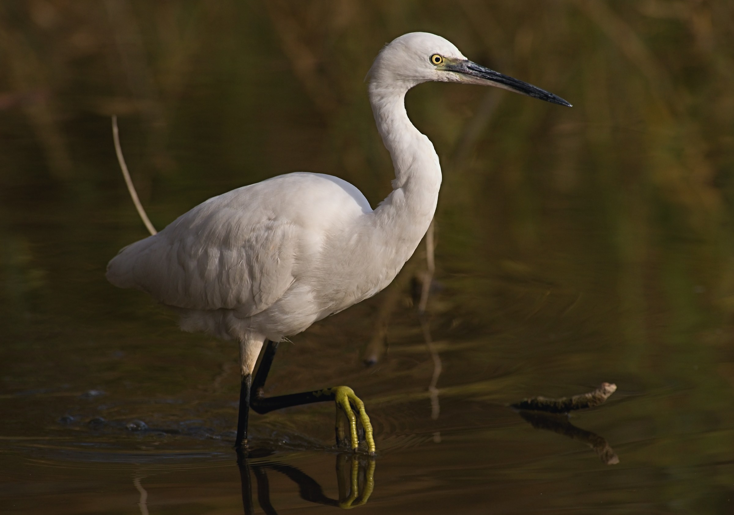Egret