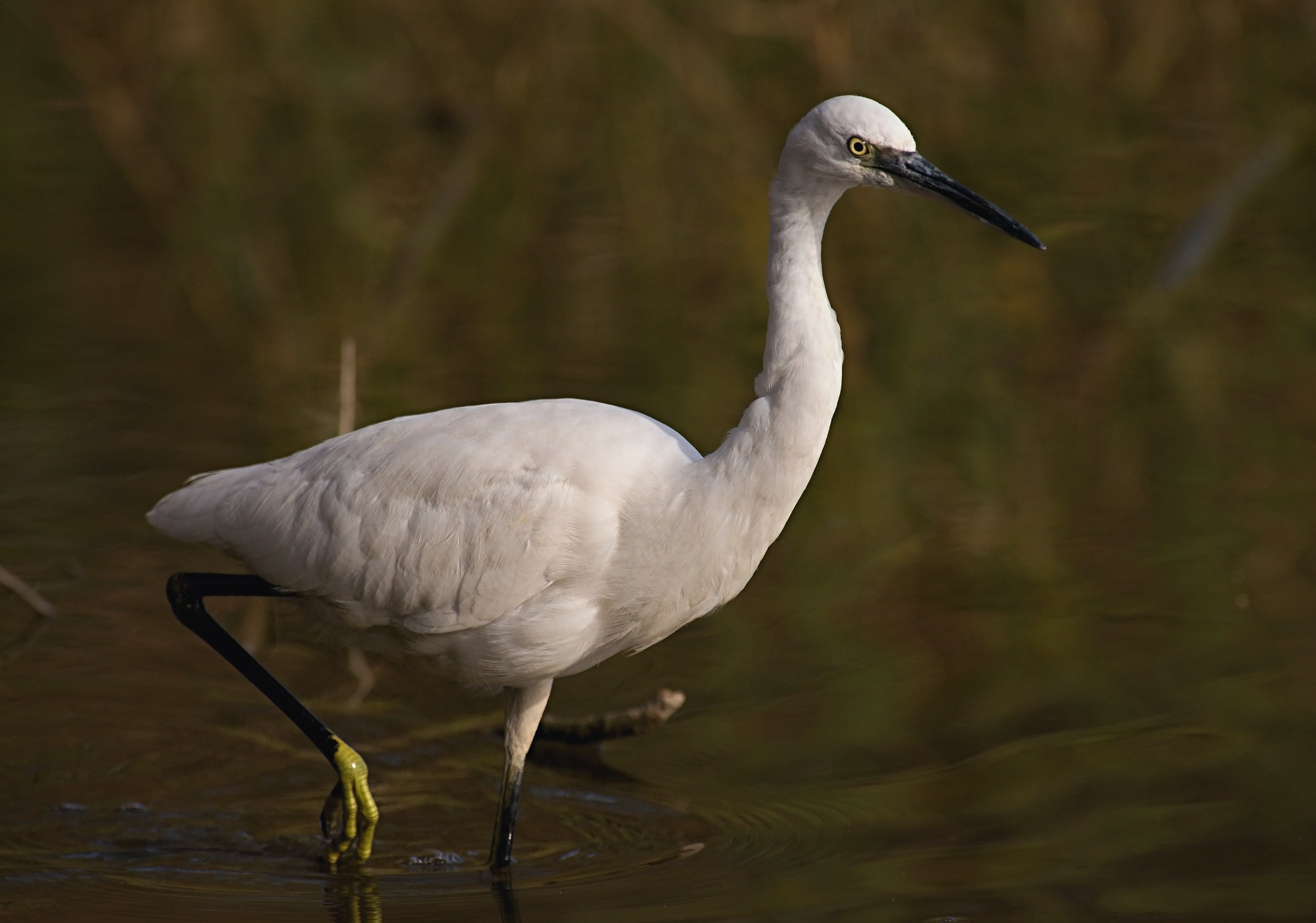 Little Egret hunting