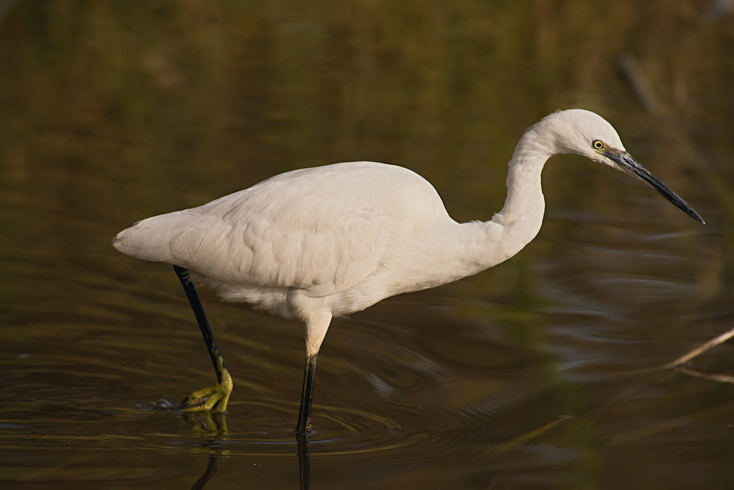 Egret