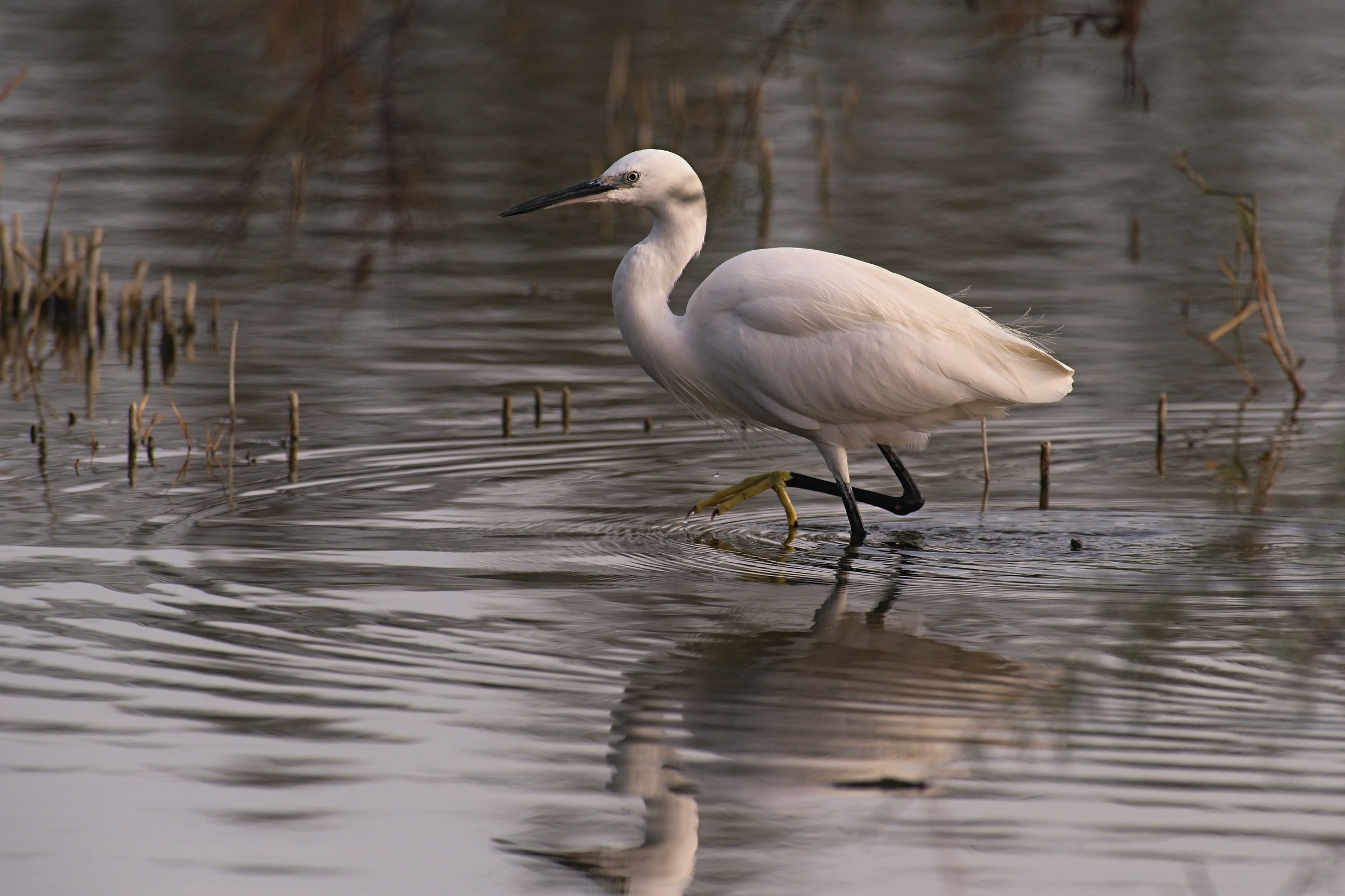 Egret