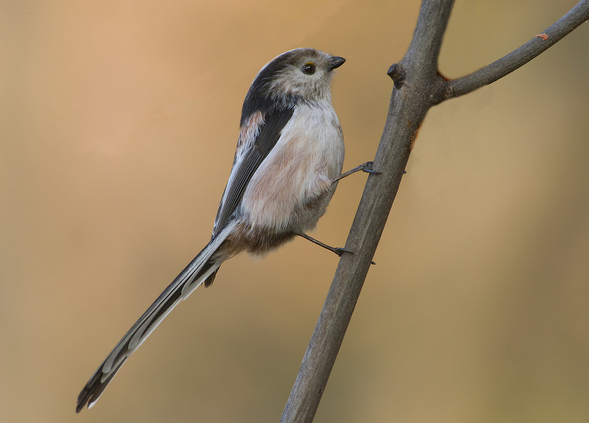 erected in its entire length