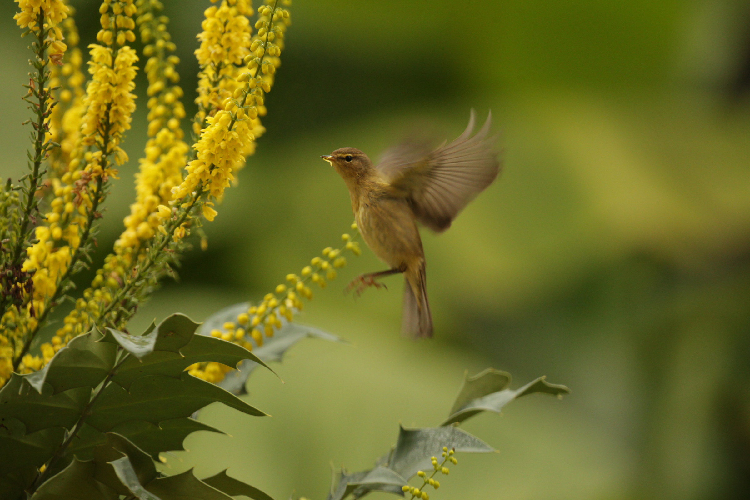 Chiffchaff