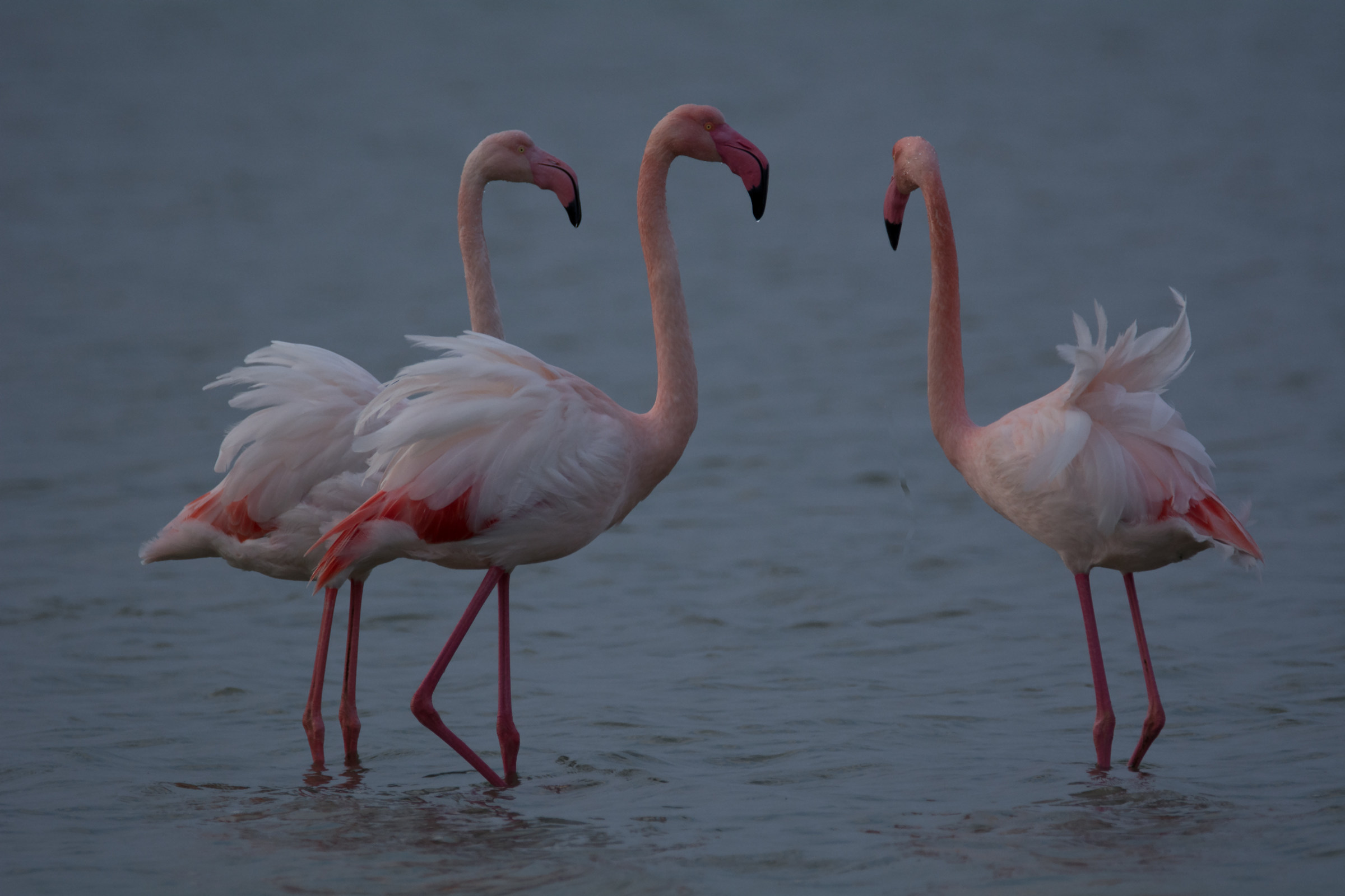 three flamingos