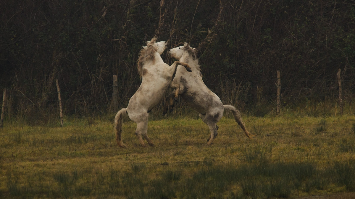 horses fighting