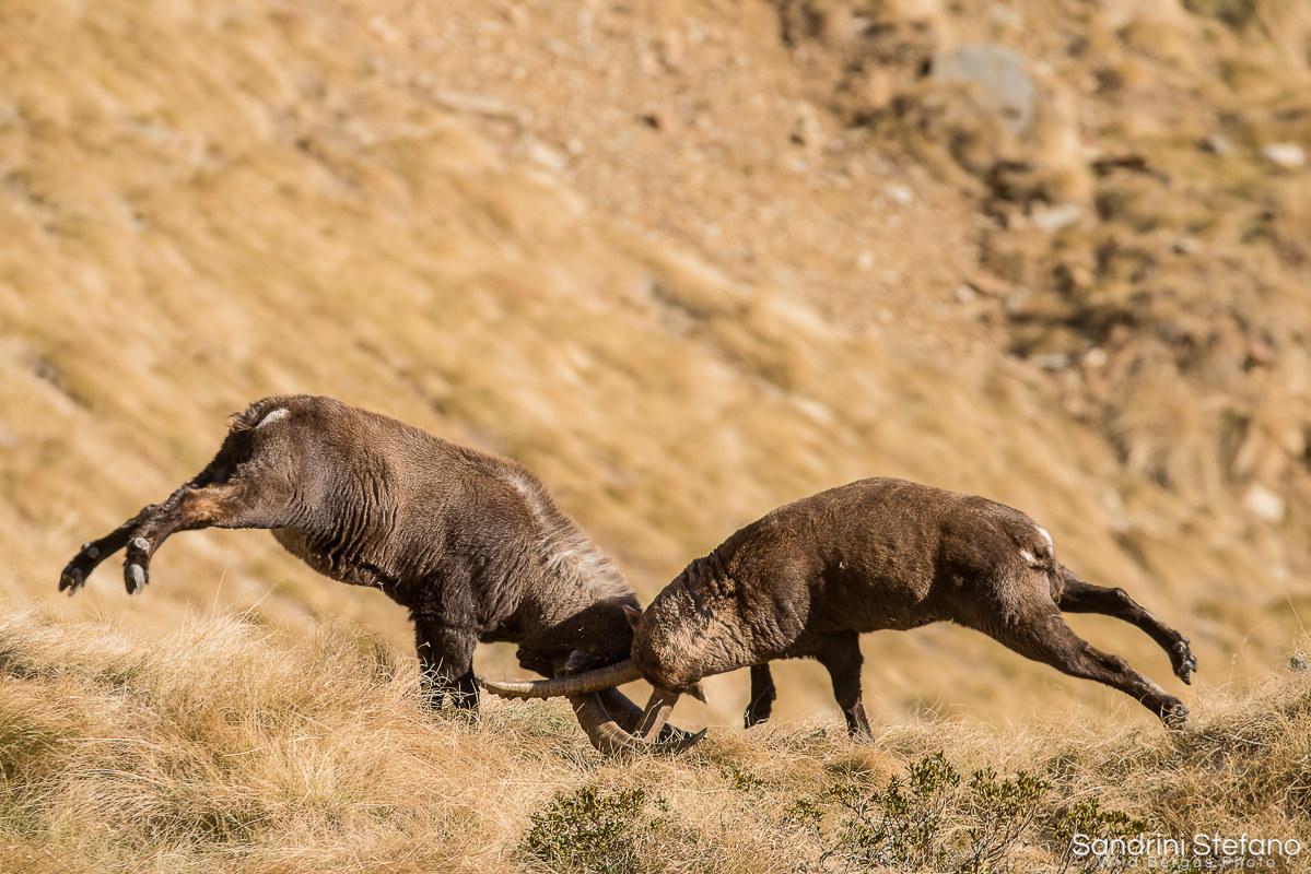 Ibex Fight