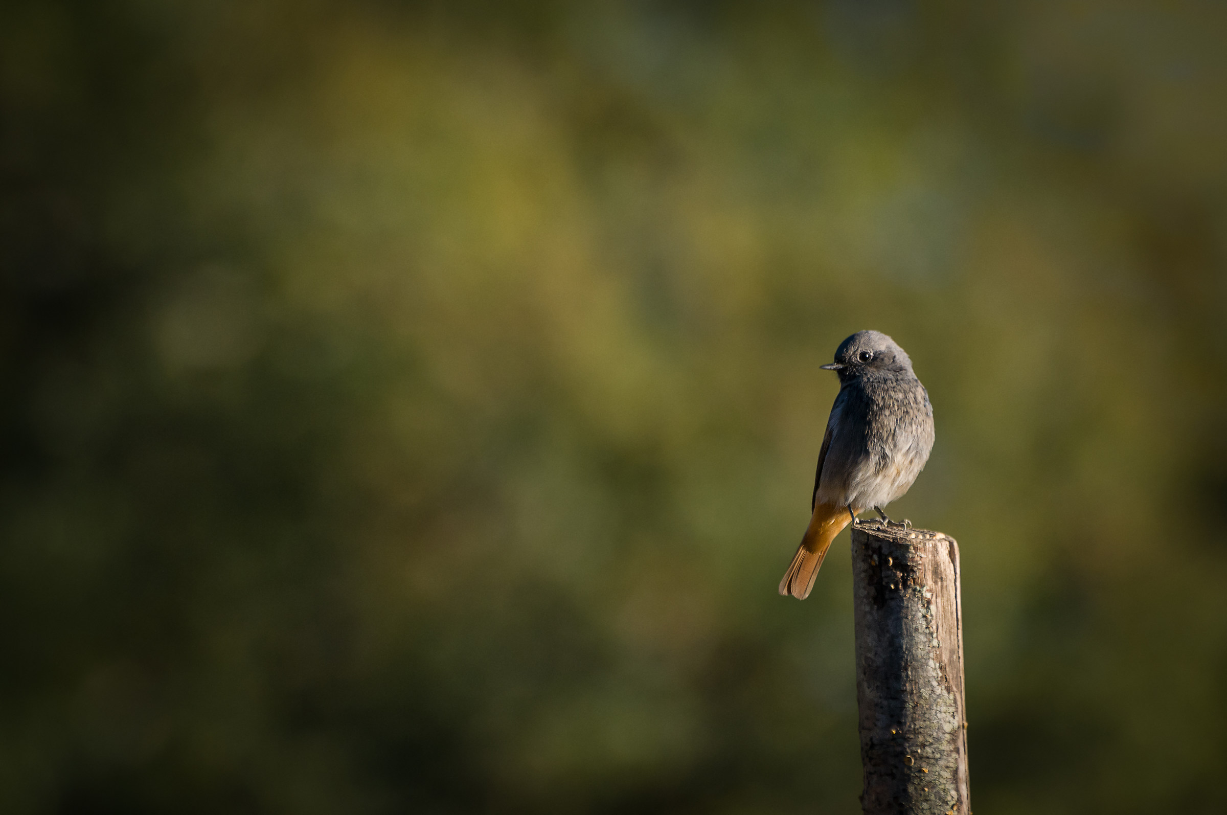 Phoenicurus ochruros (Codirosso spazzacamino)
