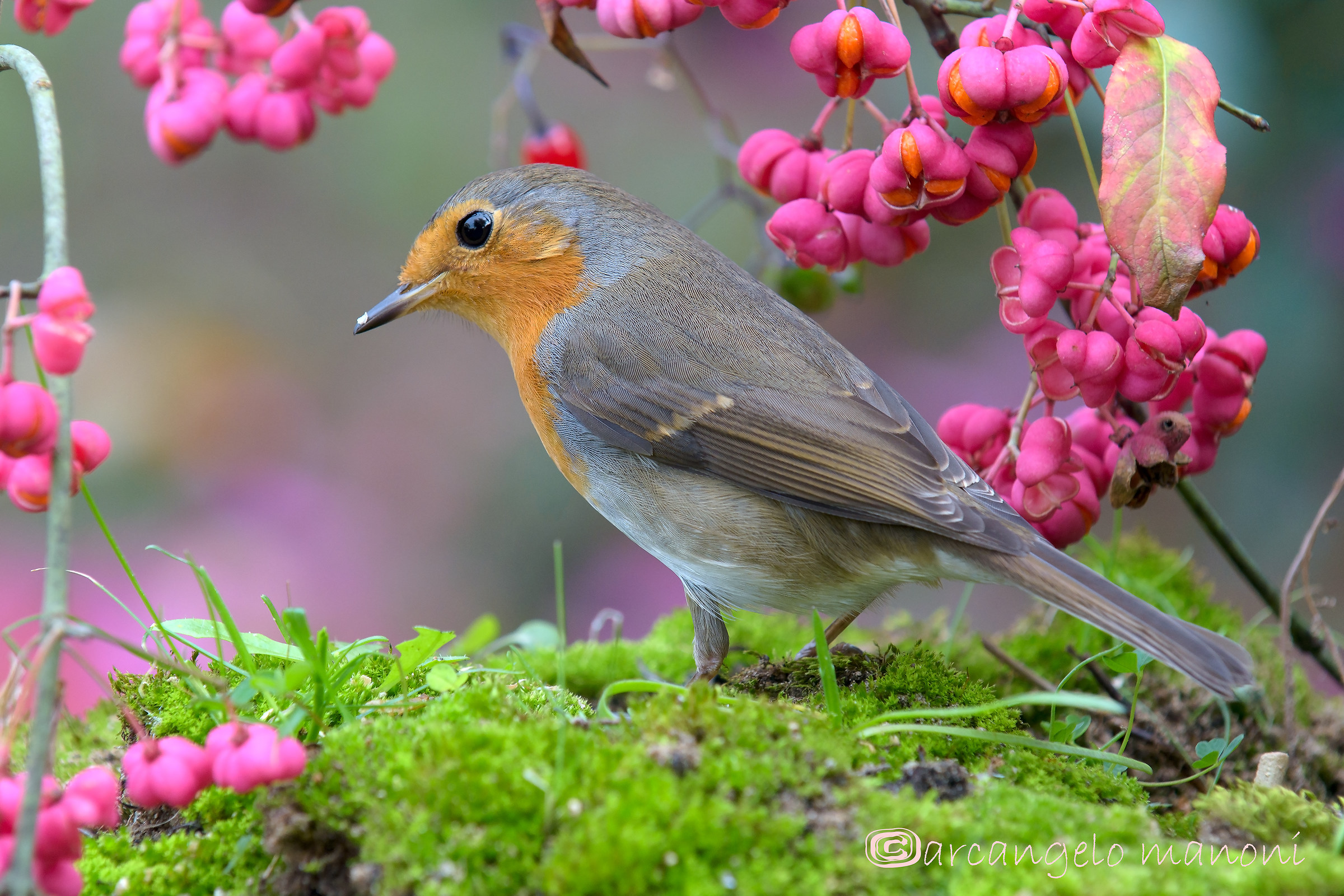 Robin fra i cappelli del prete