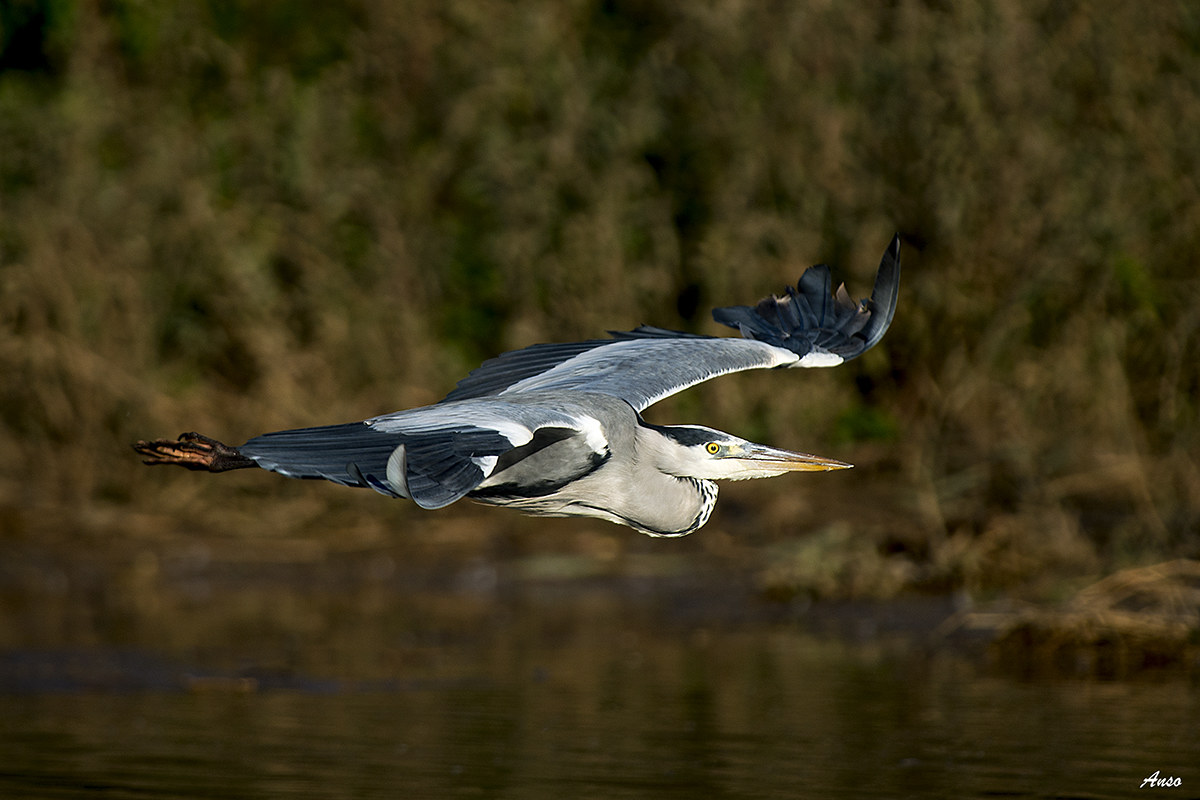 heron in flight