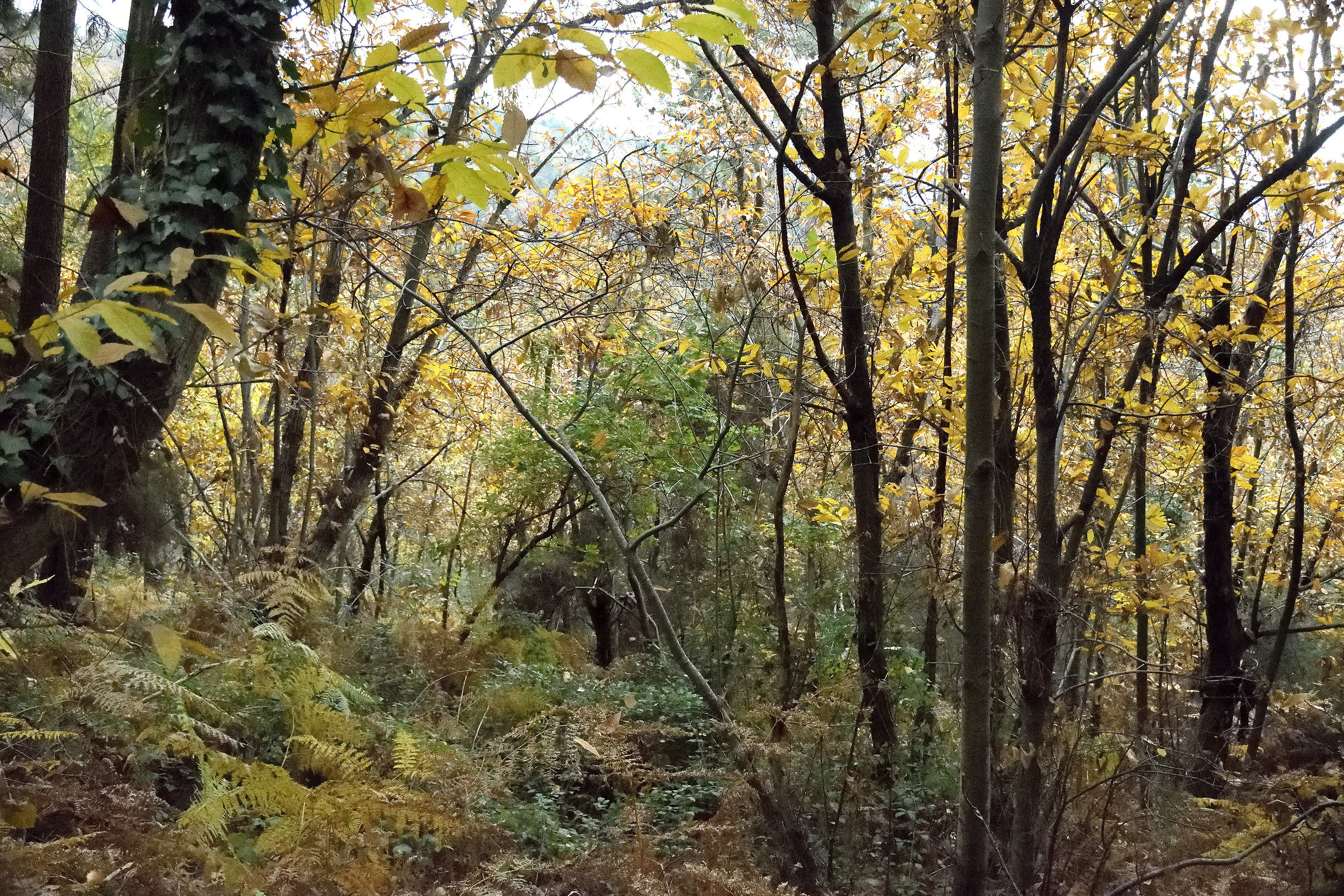 Colors colorful forest