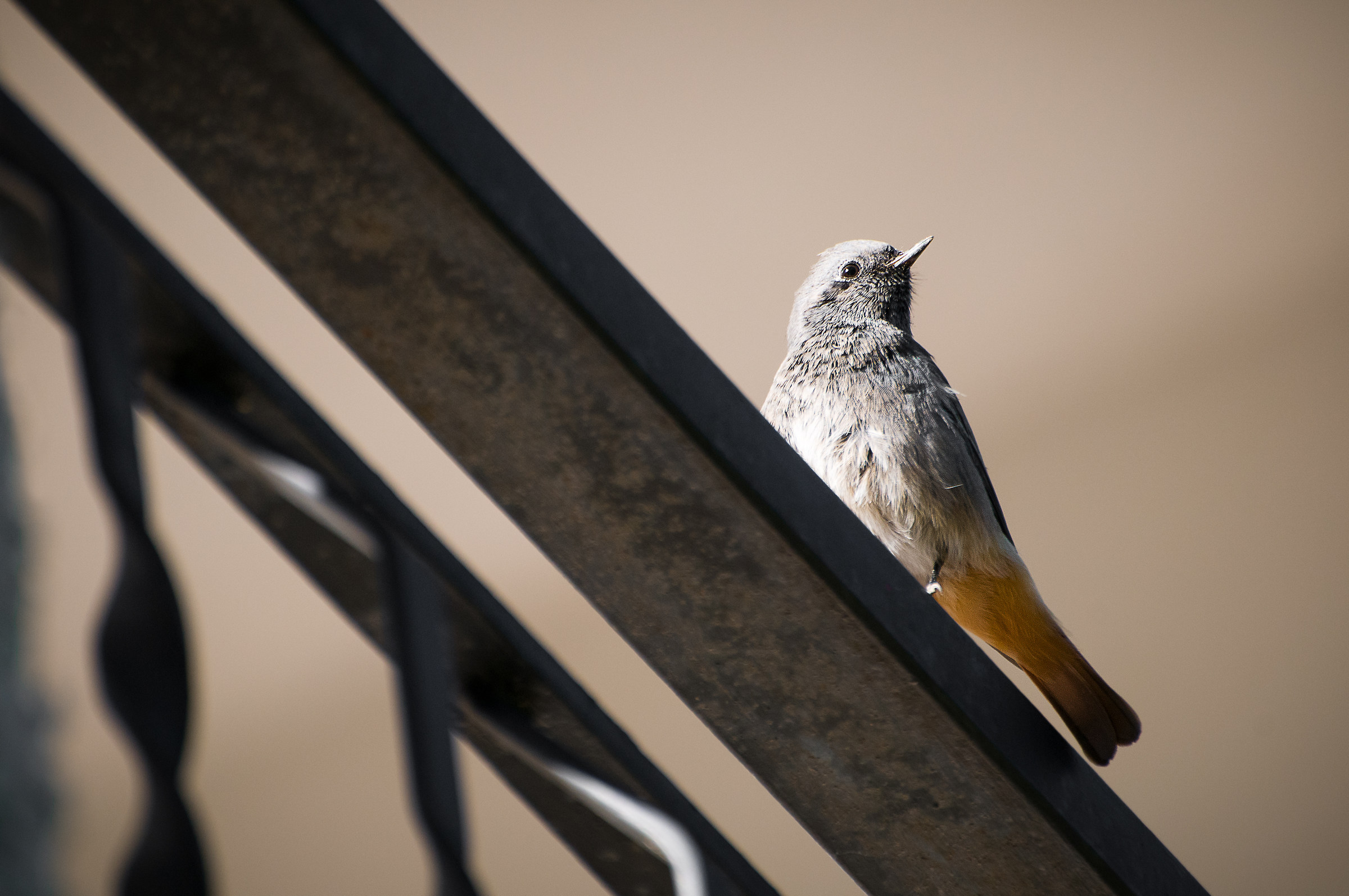 Phoenicurus ochruros (Codirosso spazzacamino)