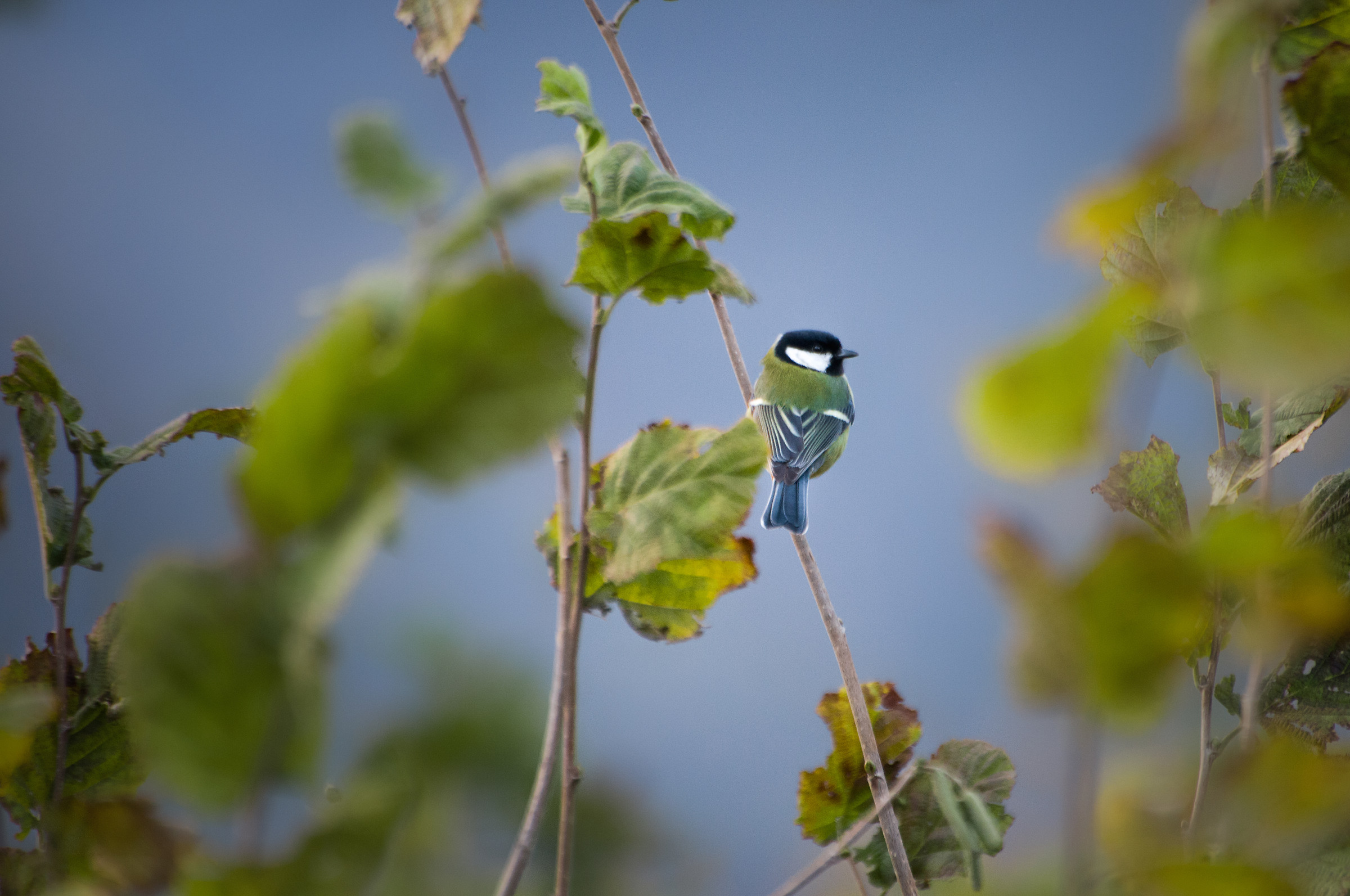 Parus major (Cinciallegra)