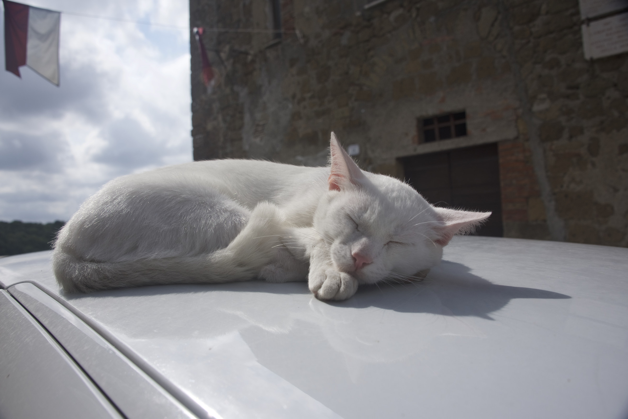 Cat heedless of passersby (Pitigliano)