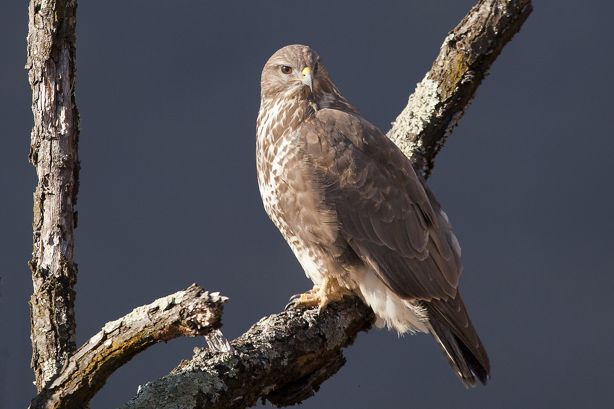Buzzard