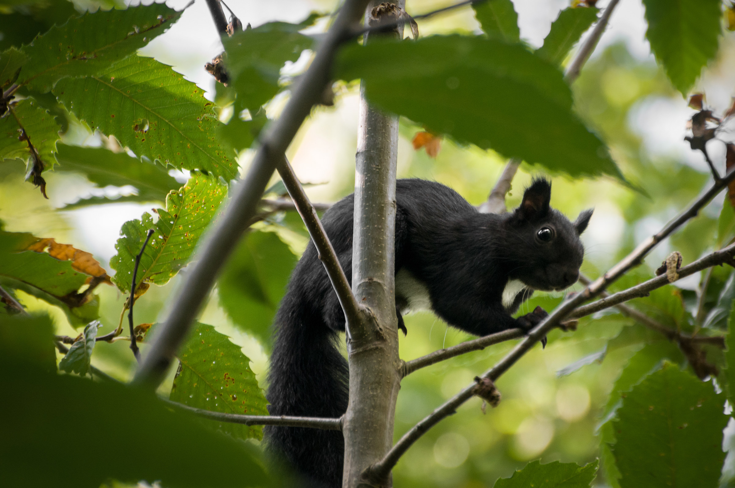 Sciurus vulgaris meridionalis lucifero(Scoiattolo nero)