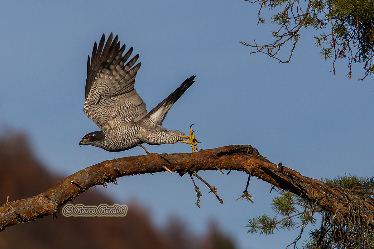goshawk